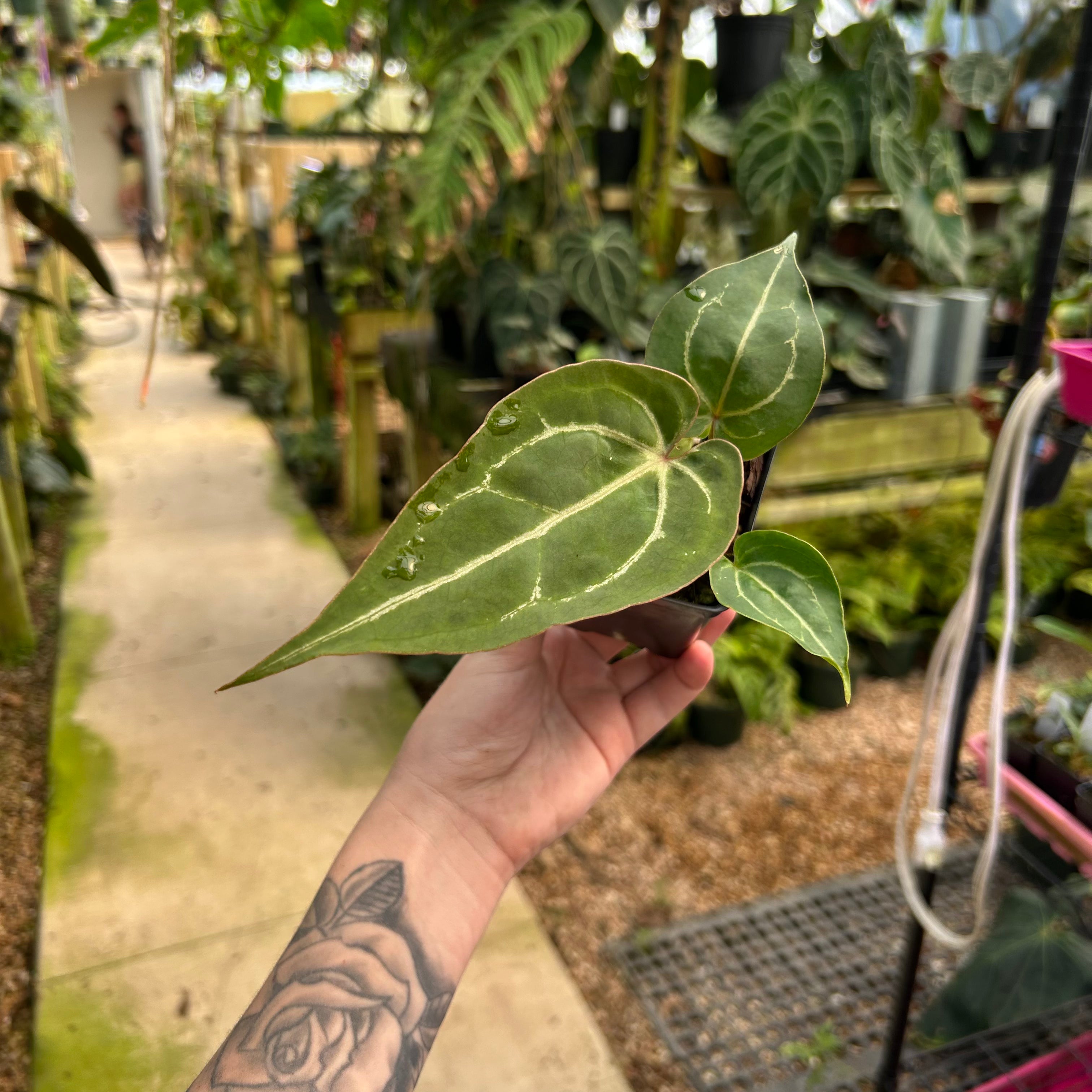 Anthurium Red Crystallinum x [(Red Crystallinum x (Zara x Michelle