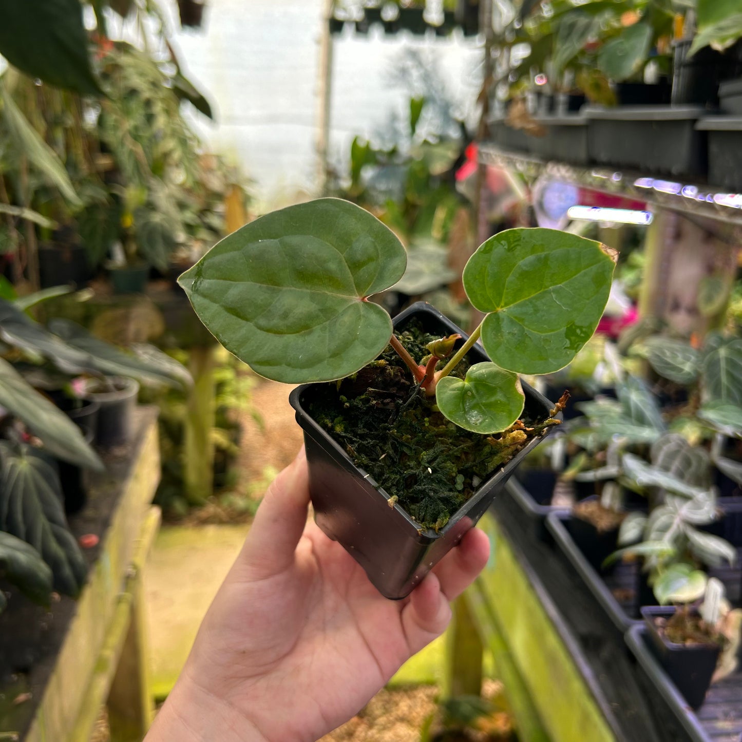 Anthurium luxurians x 'Michelle', CAR-0825