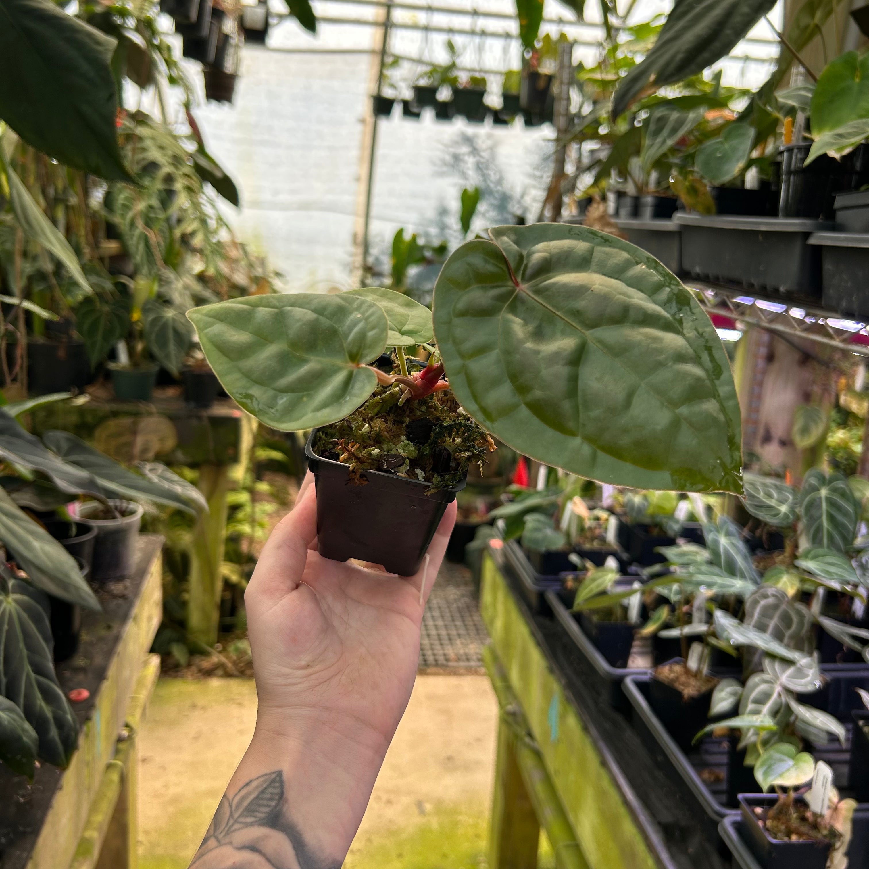 Anthurium luxurians x 'Michelle', CAR-0825 – Carnivero