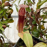 Nepenthes Red Dragon x veitchii Pink Candy Cane, pitcher plant, carnivorous plant, collectors plant, large pitchers, rare plants 