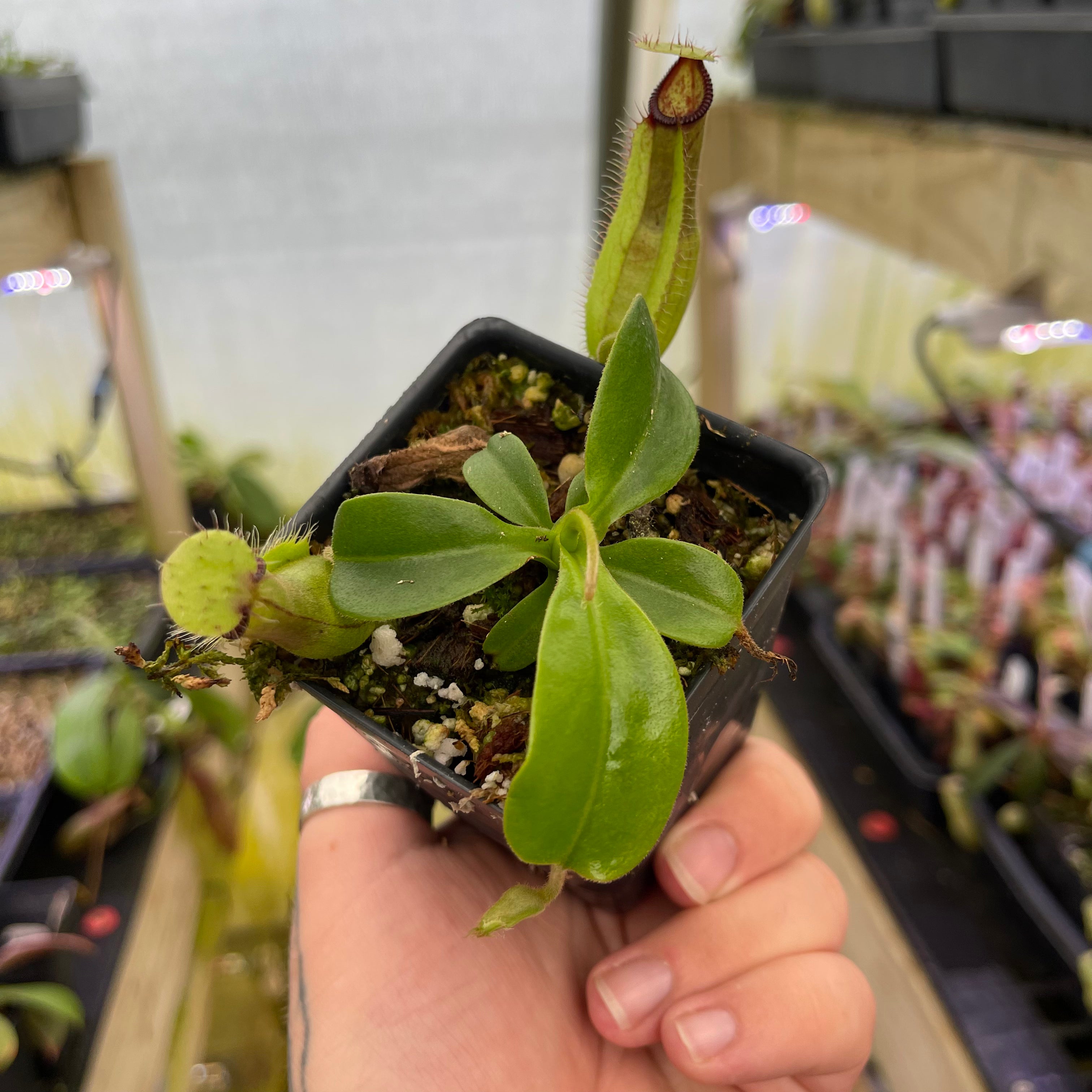 Nepenthes truncata JB x hamata Shafer, CAR-0424 – Carnivero
