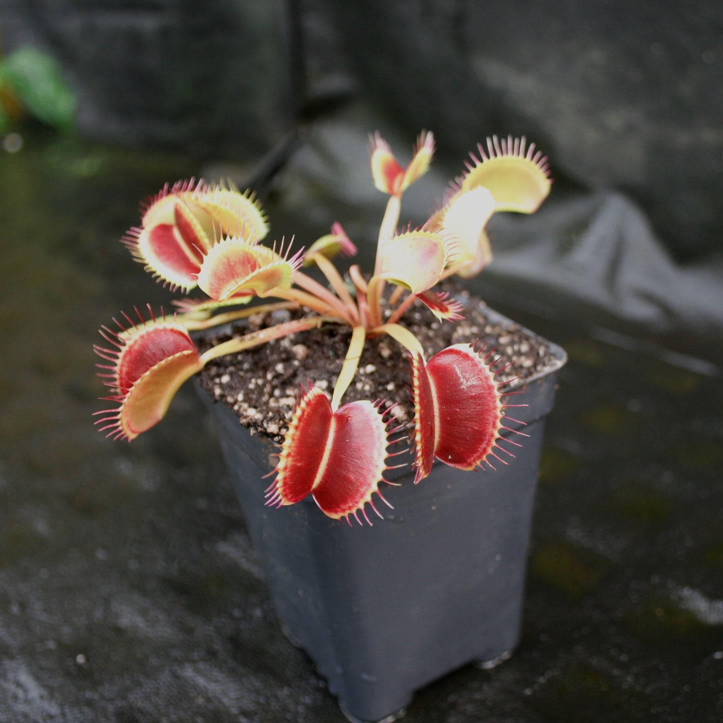 Venus Flytrap