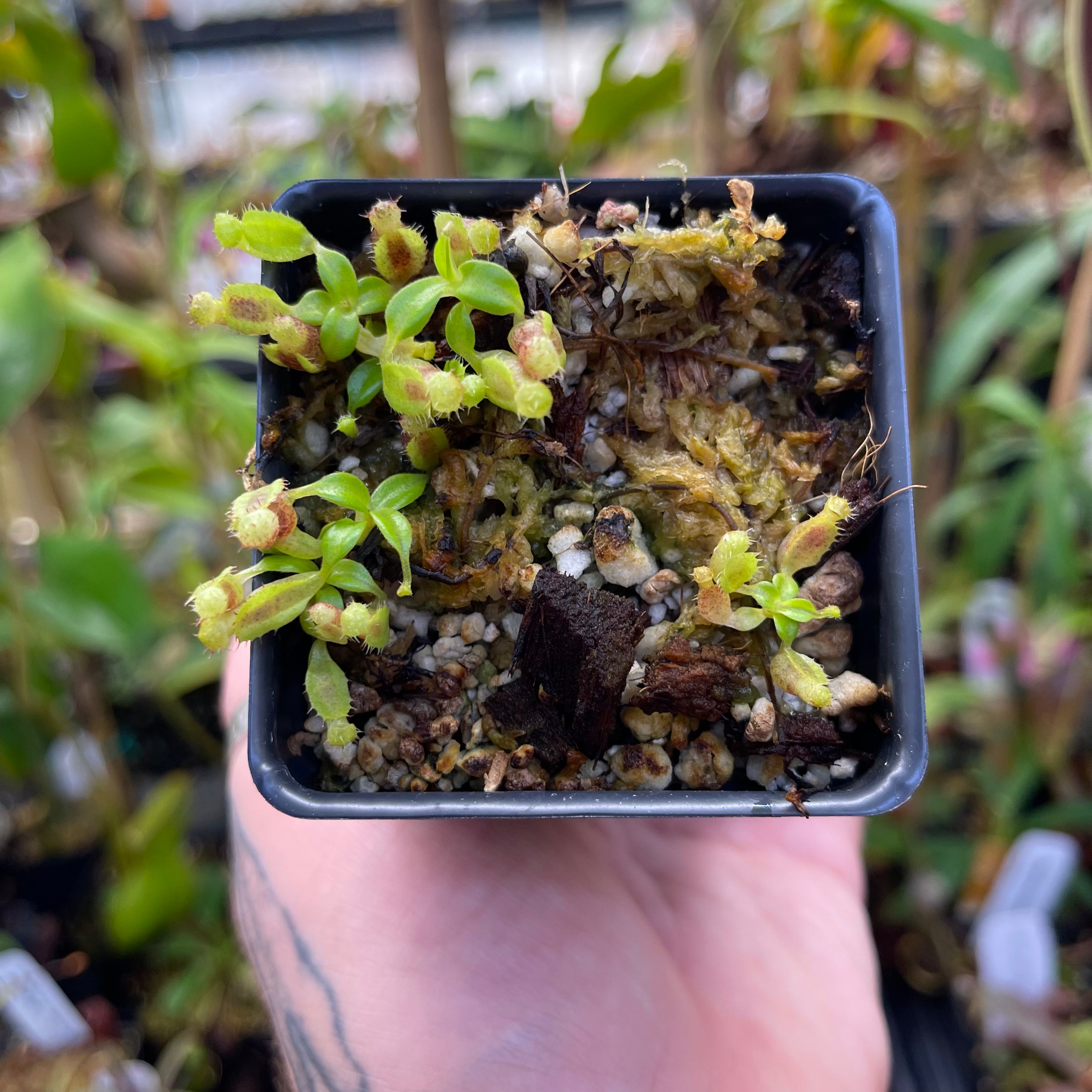 Nepenthes naga x edwardsiana CC, CAR-0433 – Carnivero