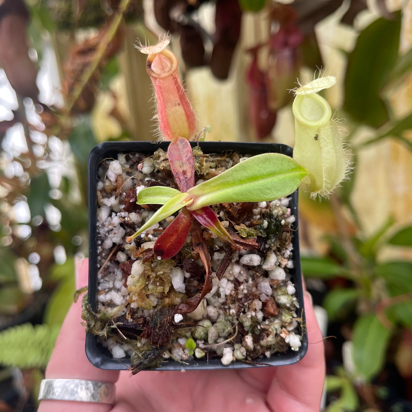 Nepenthes ampullaria x hamata, BE-3948