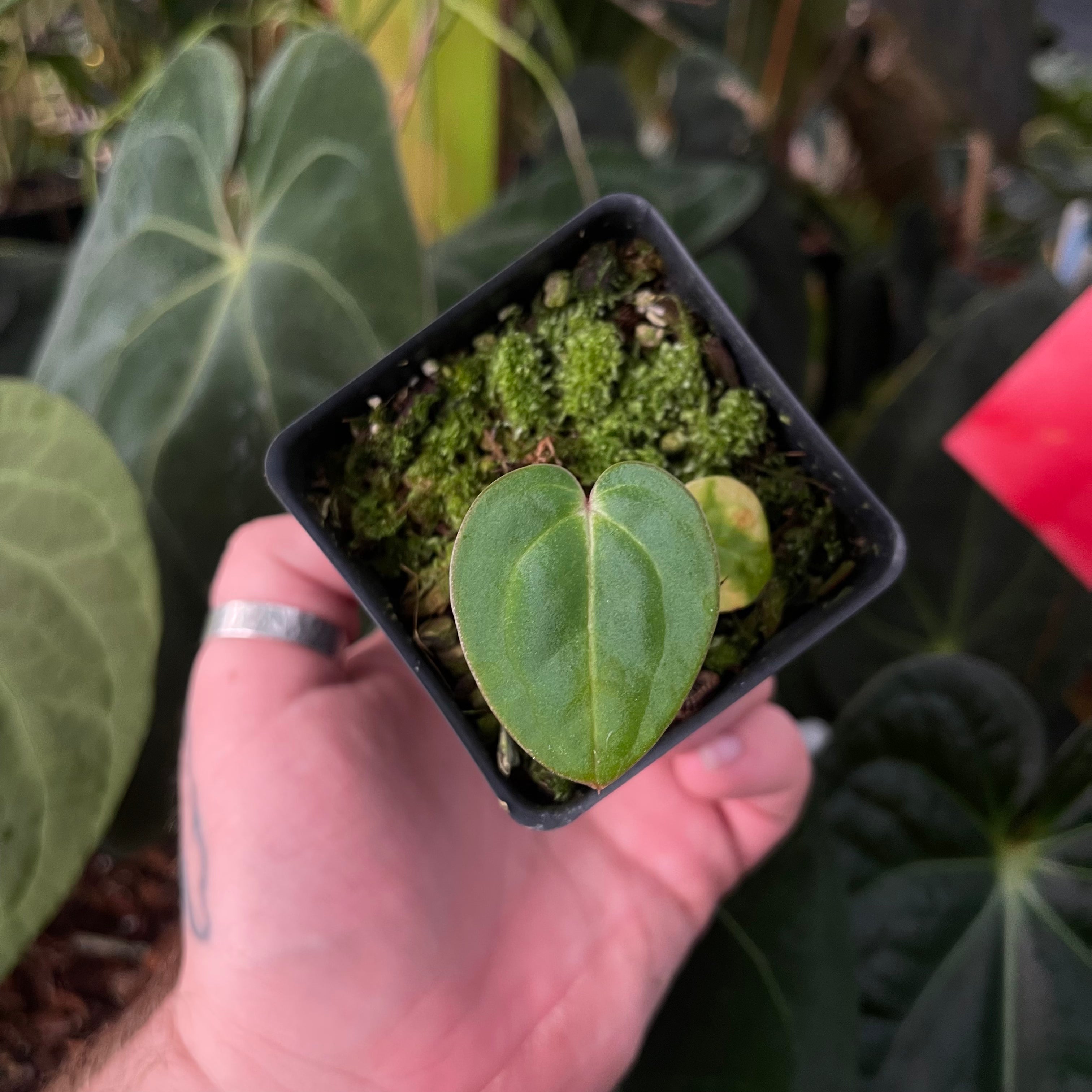 anthurium volare Anthurium (carlablackiae x 'Ace of Spades') x carlablackiae – Carnivero