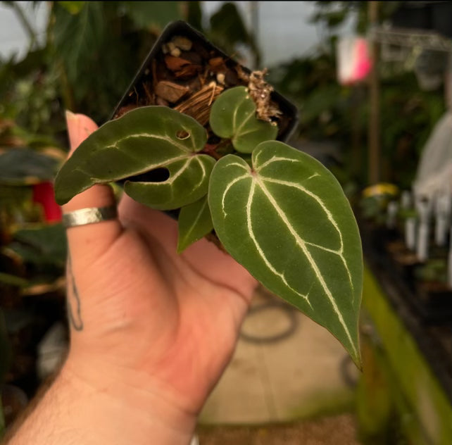 Anthurium regale x (Zara x Michelle), CAR-0434 – Carnivero