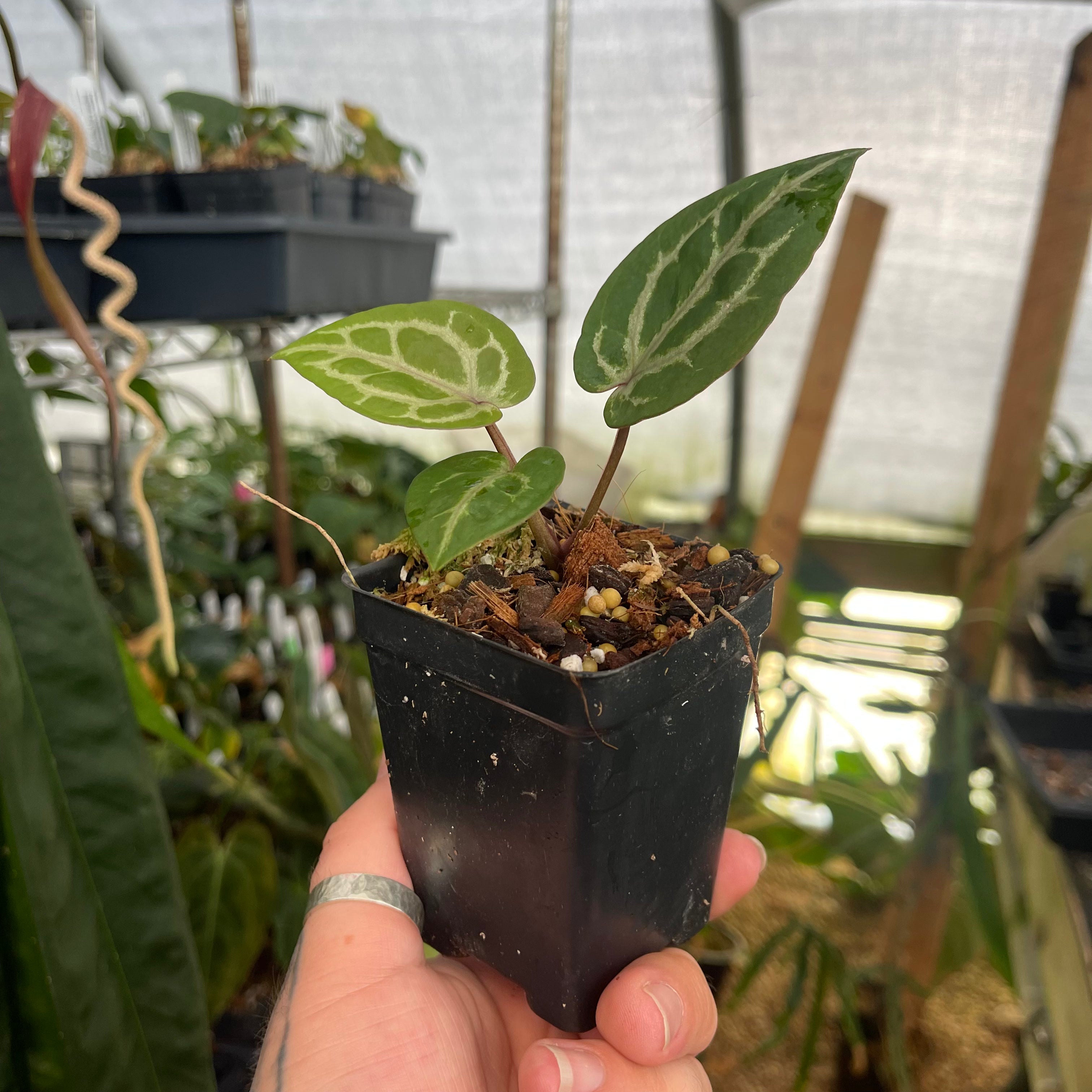 Anthurium Michelle × Zara F3 Jeff Block 【公式通販】 Anthurium Michelle × Zara F3 Jeff Block 【公式通販】