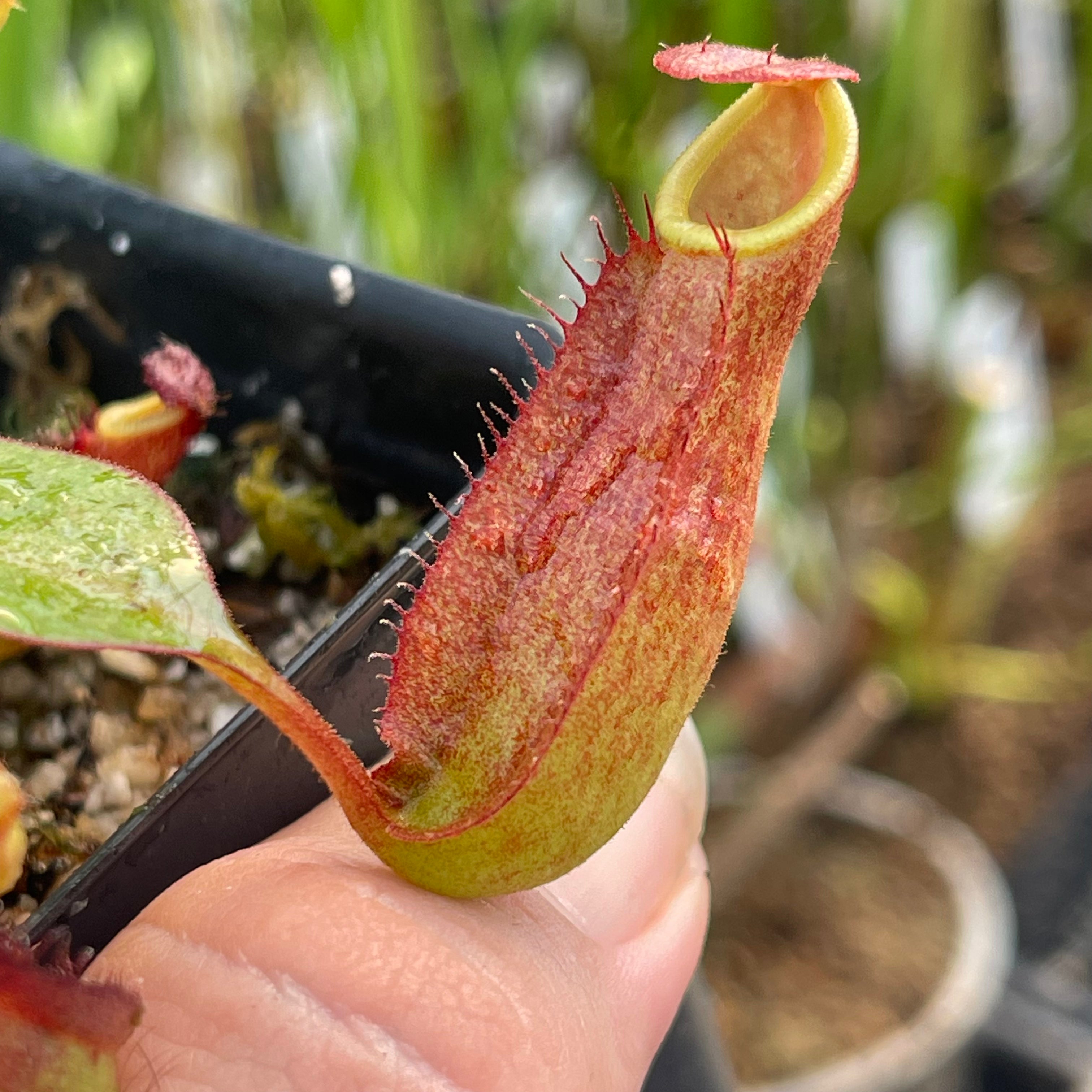 Nepenthes kampotiana x veitchii 'Pink Candy Cane', CAR-0437 Nepenthes kampotiana x veitchii 'Pink Candy Cane', CAR-0437