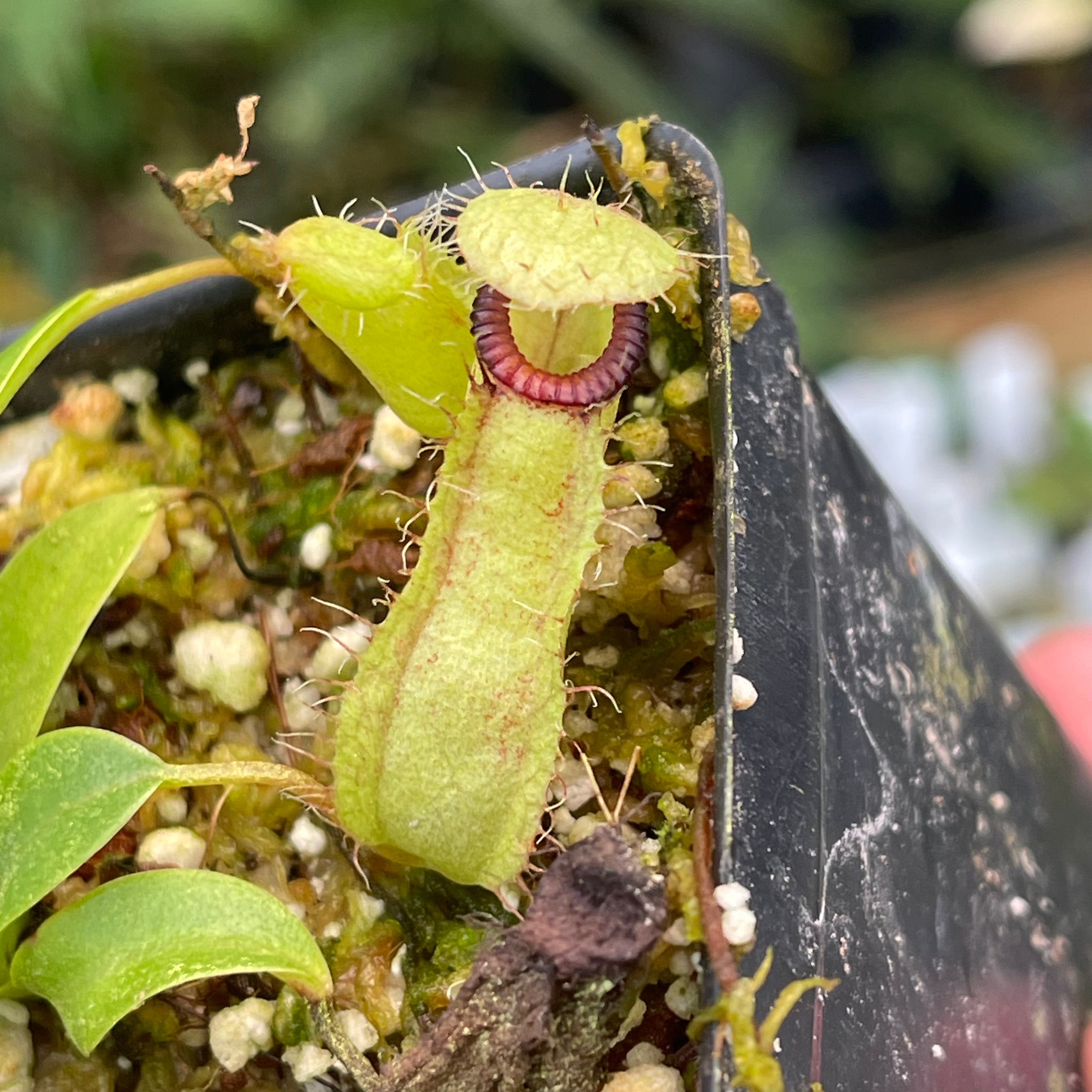 Nepenthes ventricosa 'Denver