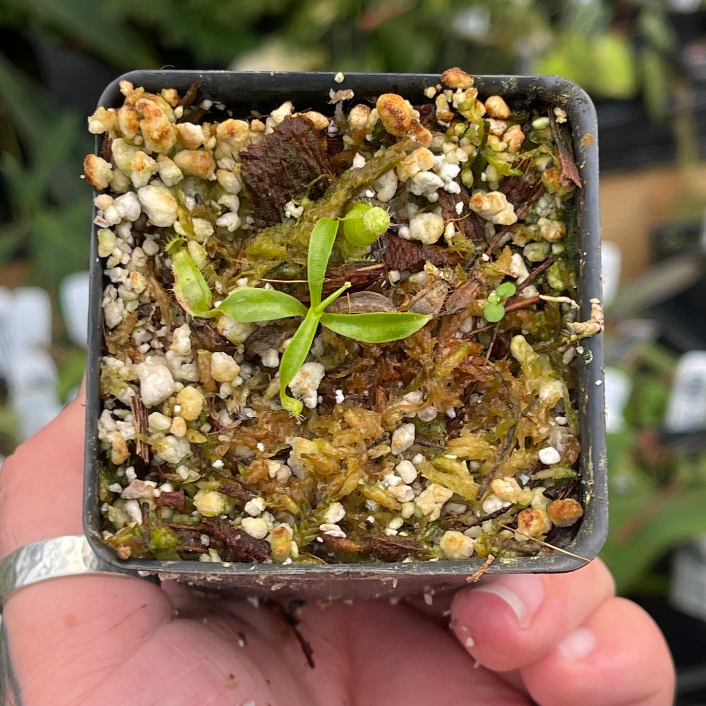 Nepenthes ventricosa 'Denver