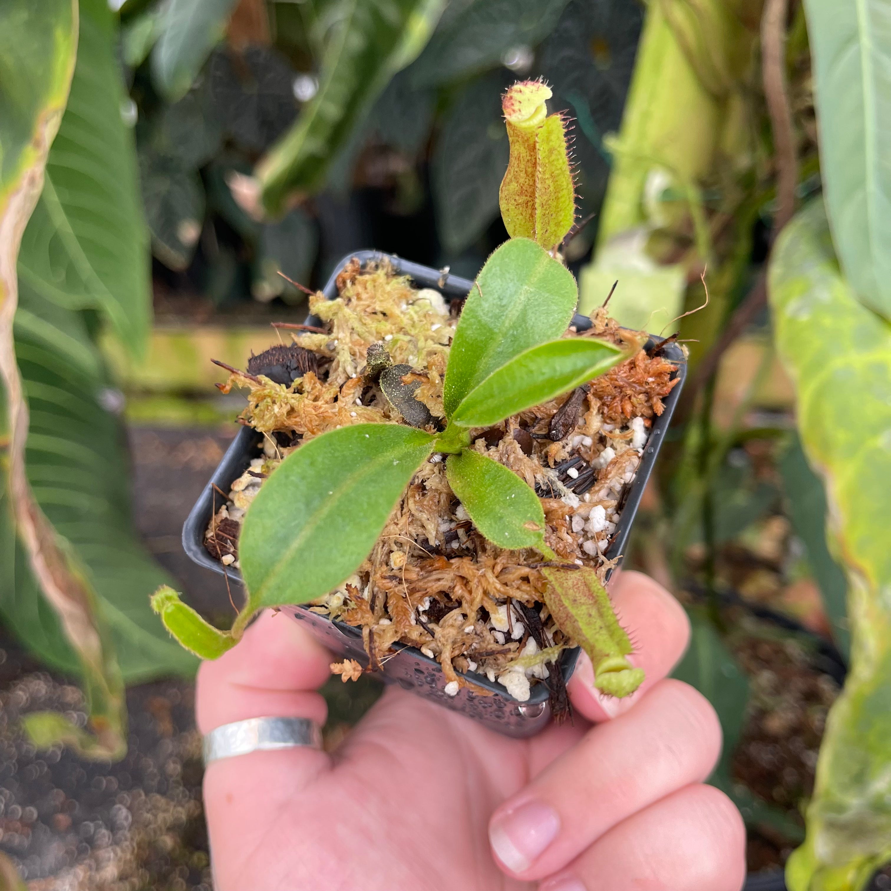 Nepenthes 'Song of Melancholy' x (lowii x veitchii), CAR-0439