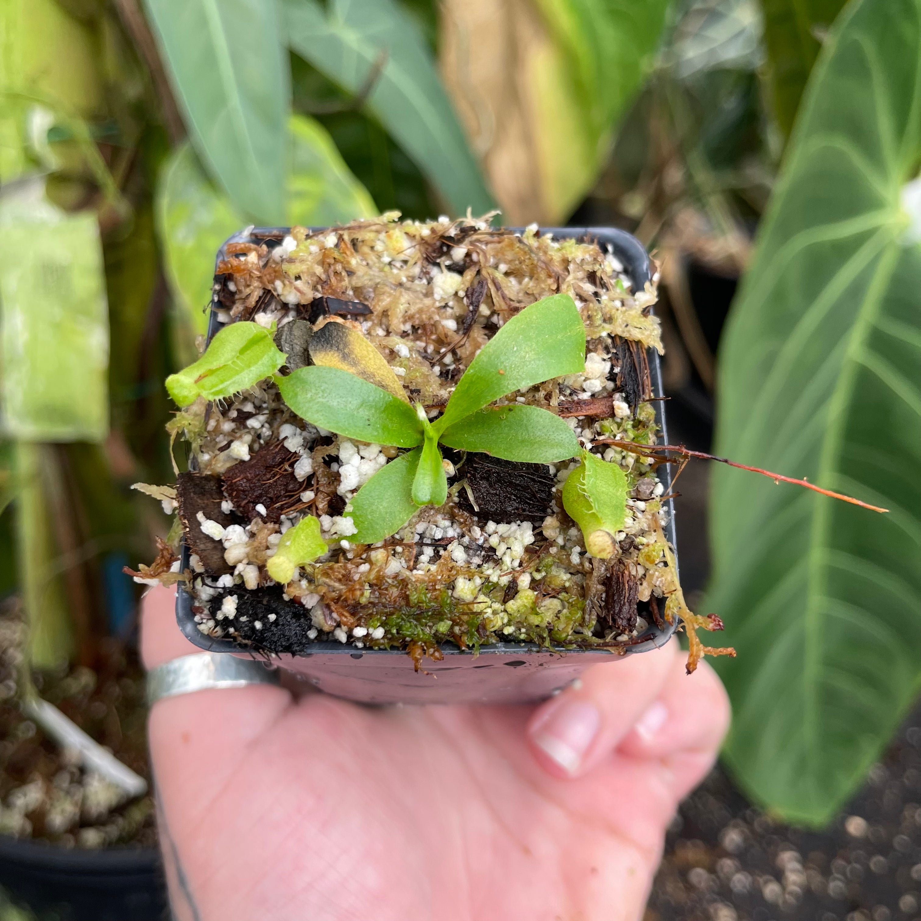 P.veitchii limited species 3 edition④ Nepenthes veitchii 4 – Evo Carnivorous Plant Labs