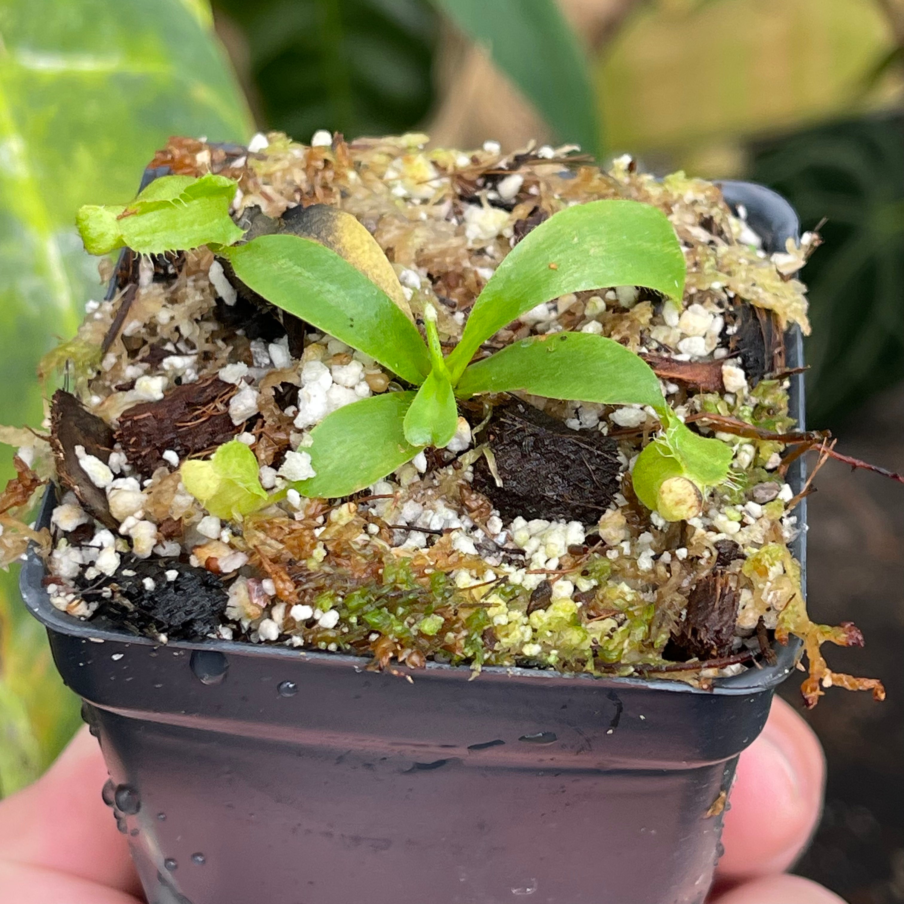 Nepenthes veitchii (JB x Cobra), CAR-0440 – Carnivero