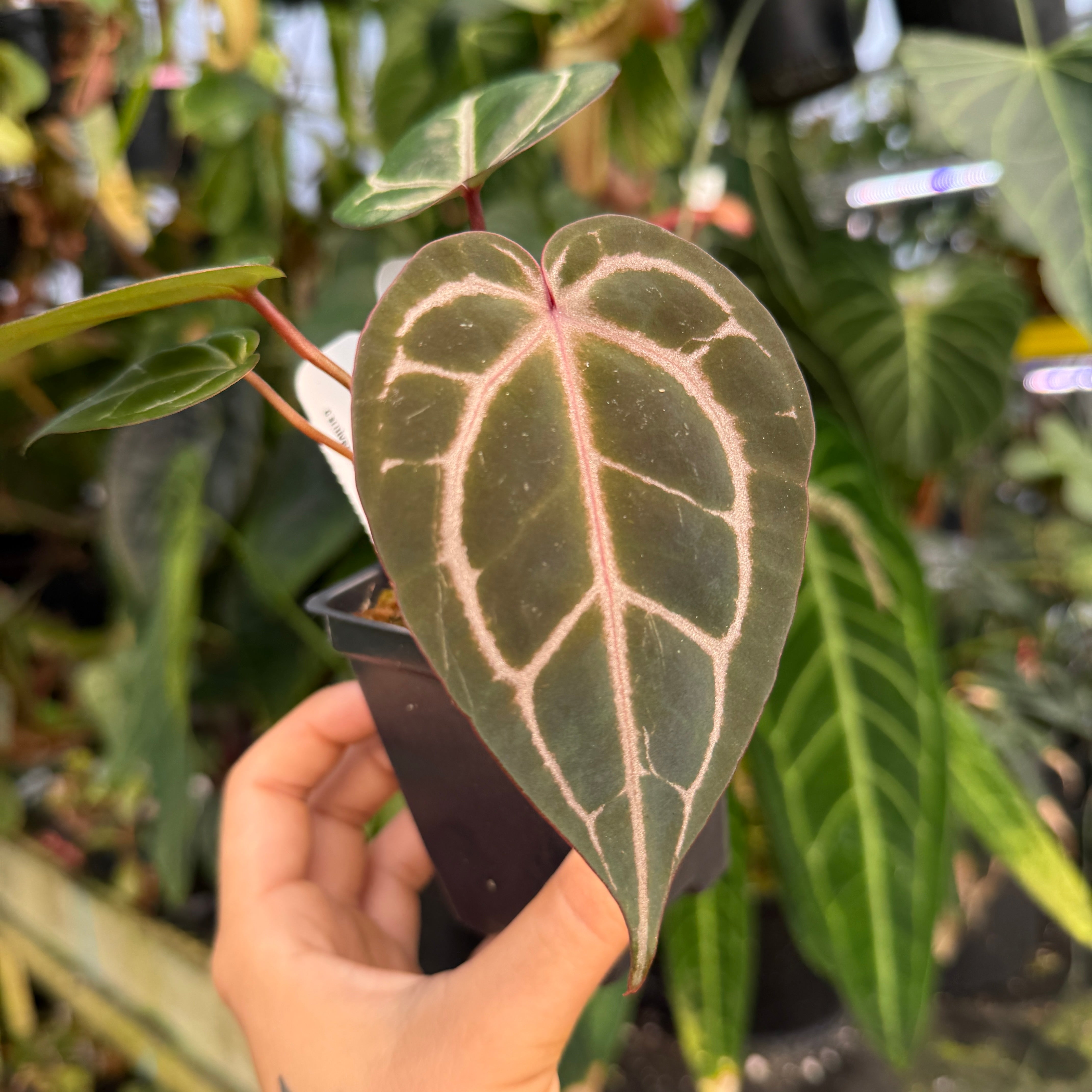 dream anthurium weaver✖️michelle Dreamweaver x Wonderboy Anthurium & Variegated Michelle Anthurium その他観葉植物
