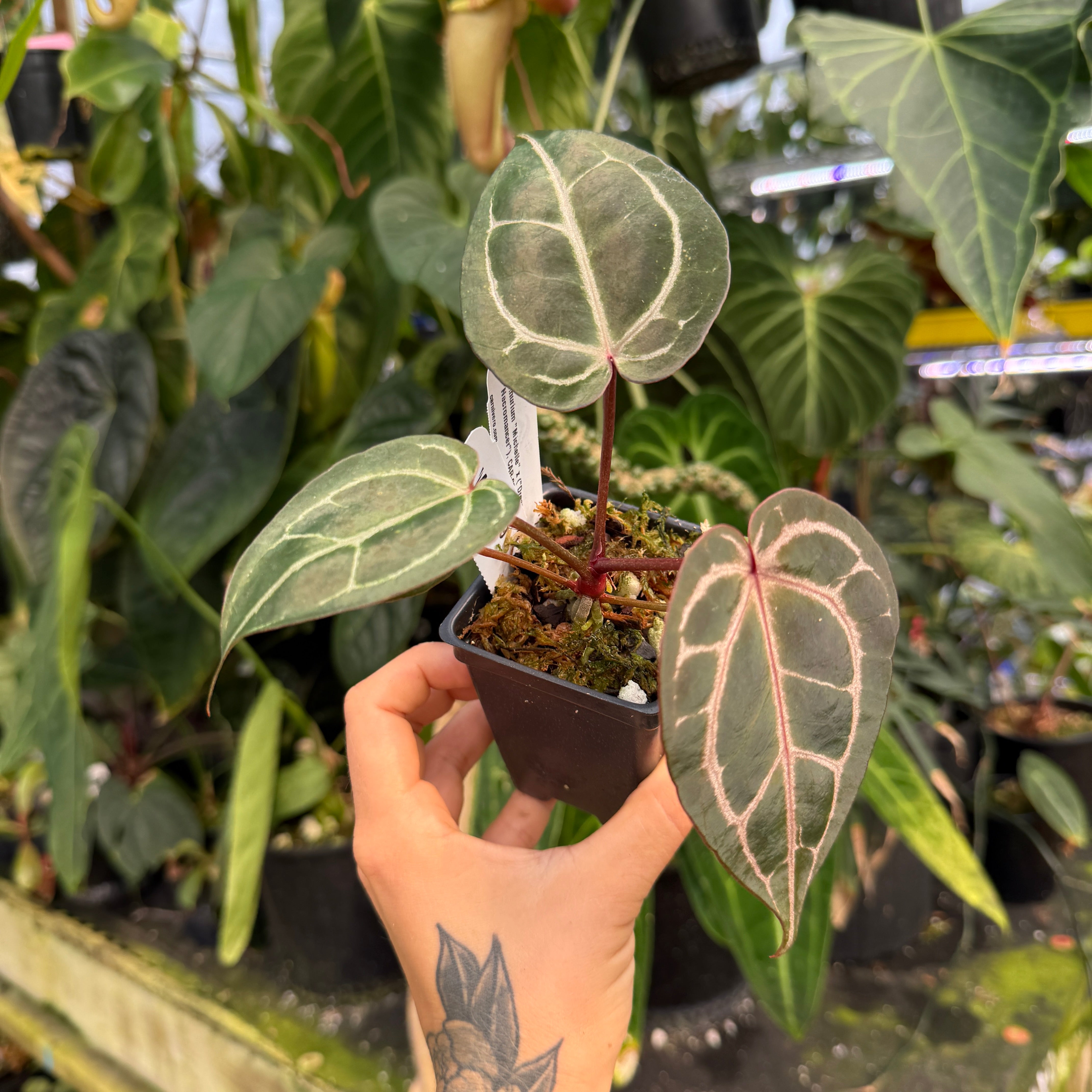 WH0099 Anthurium 'Michelle' x (