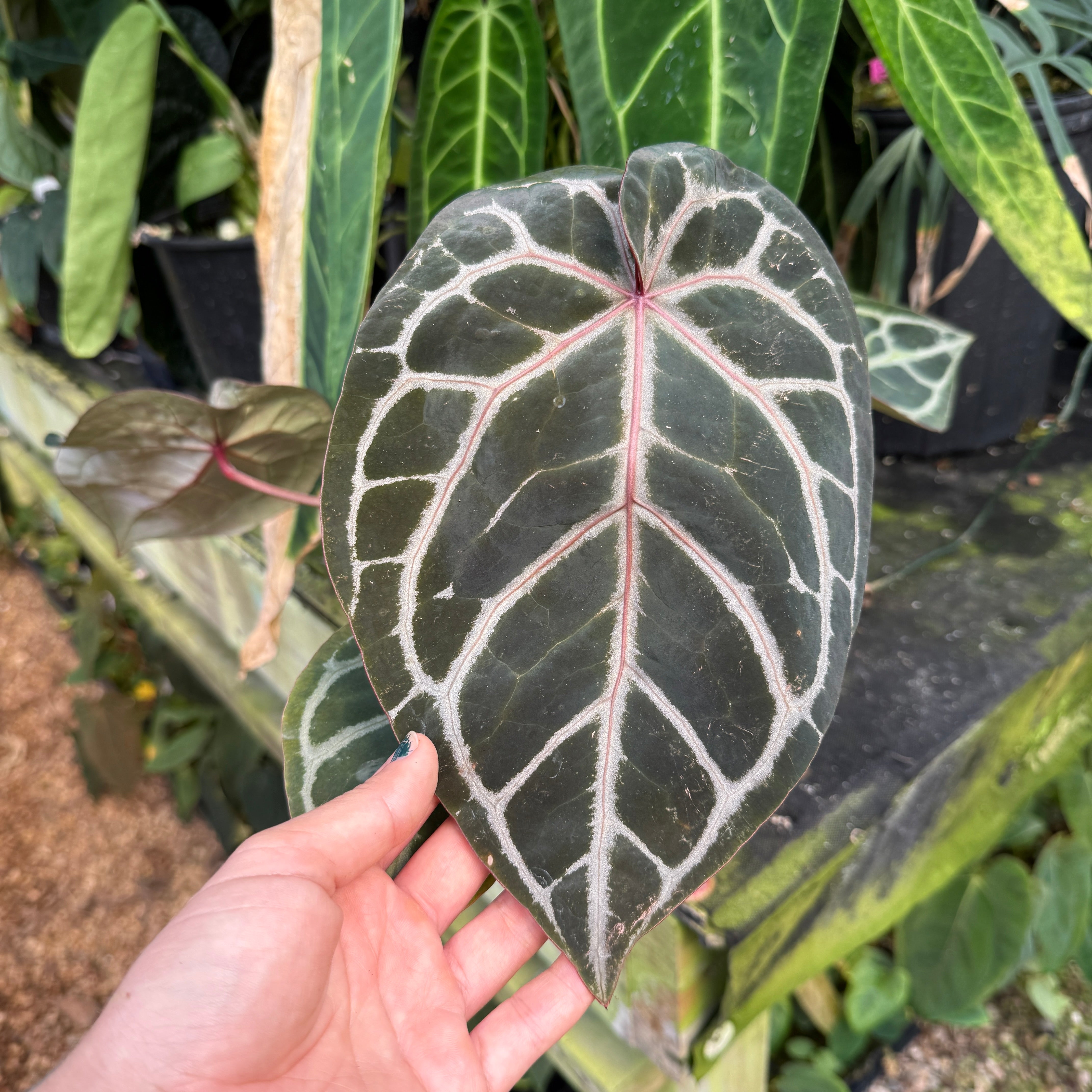 WH0100 Anthurium ('Dorayaki' x Dreamweaver) x (Zara x MIchelle