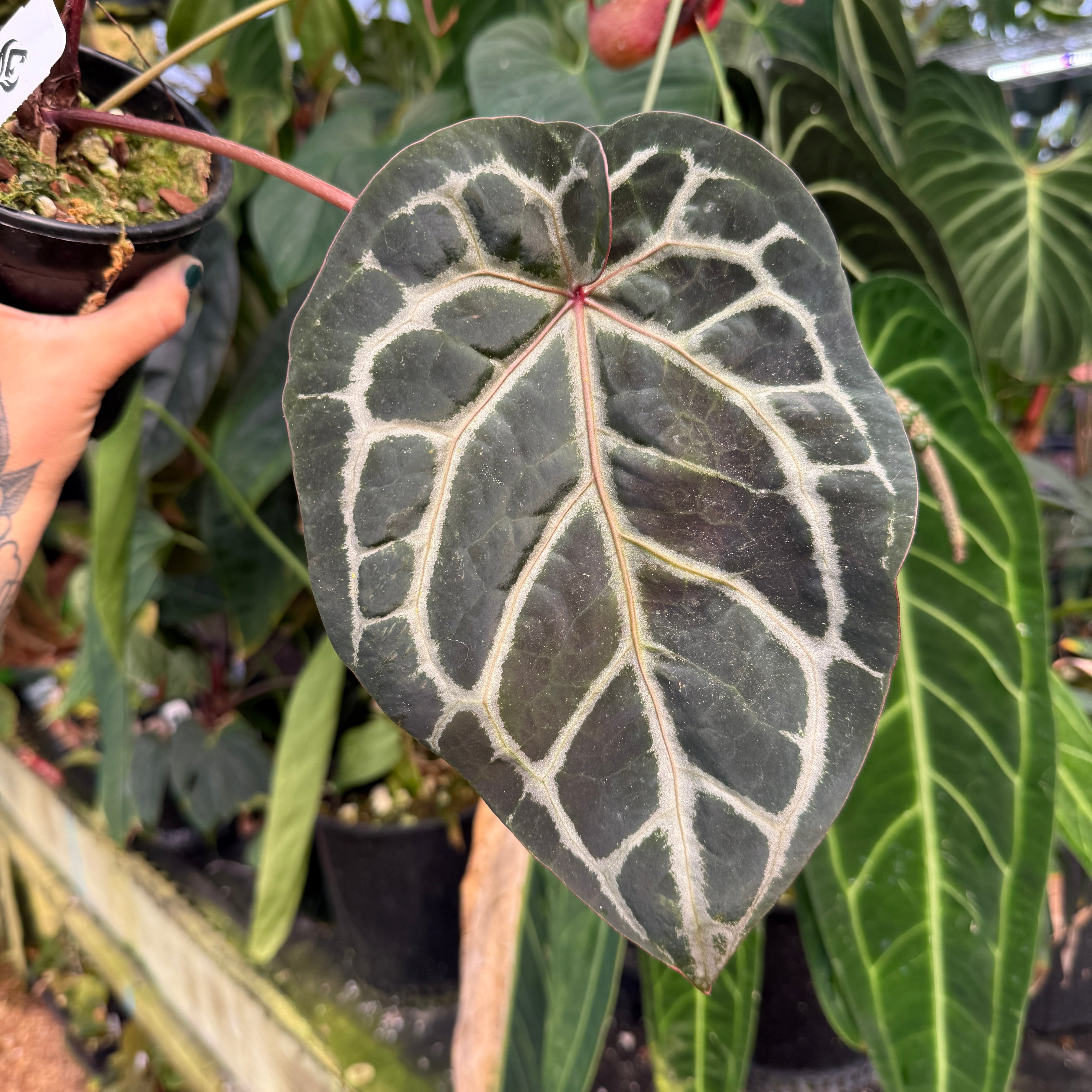 WH0100 Anthurium ('Dorayaki' x Dreamweaver) x (Zara x MIchelle