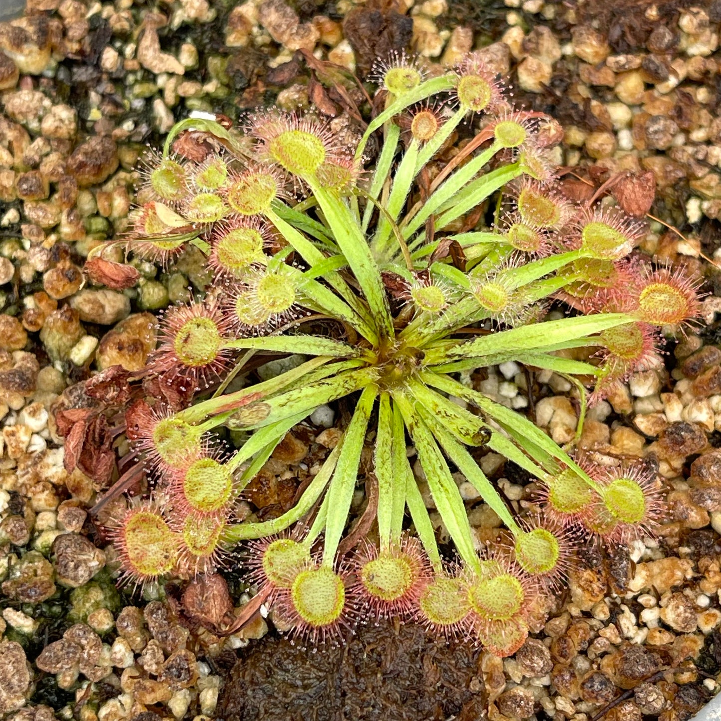 Drosera X kenneallyi hybrid