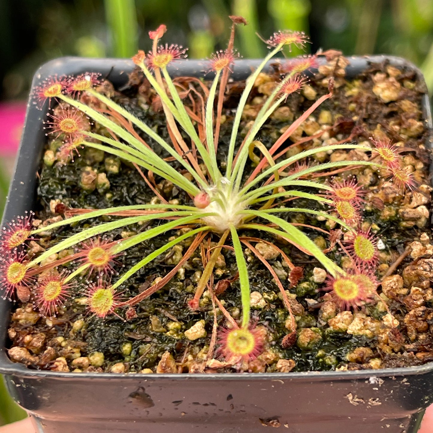 Drosera dilatato-petiolaris sundew