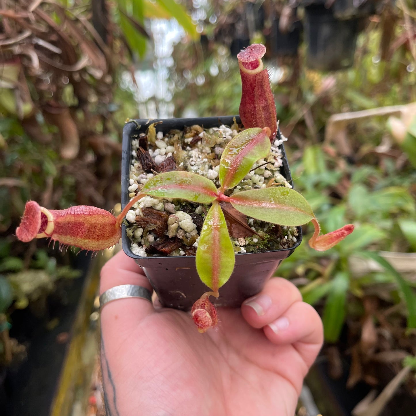 Nepenthes boschiana HLR4 x veitchii 'Pink Dreams', CAR-0444