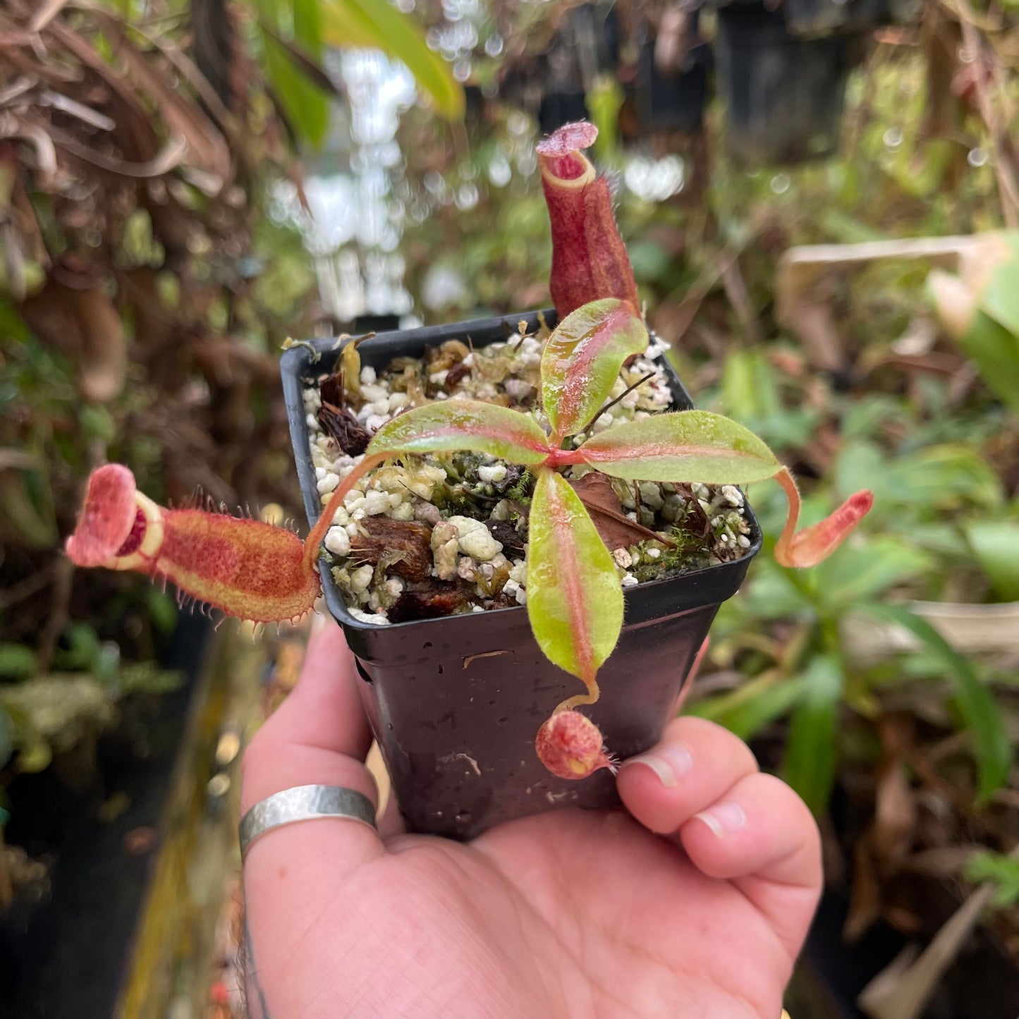 Nepenthes boschiana HLR4 x veitchii 'Pink Dreams', CAR-0444