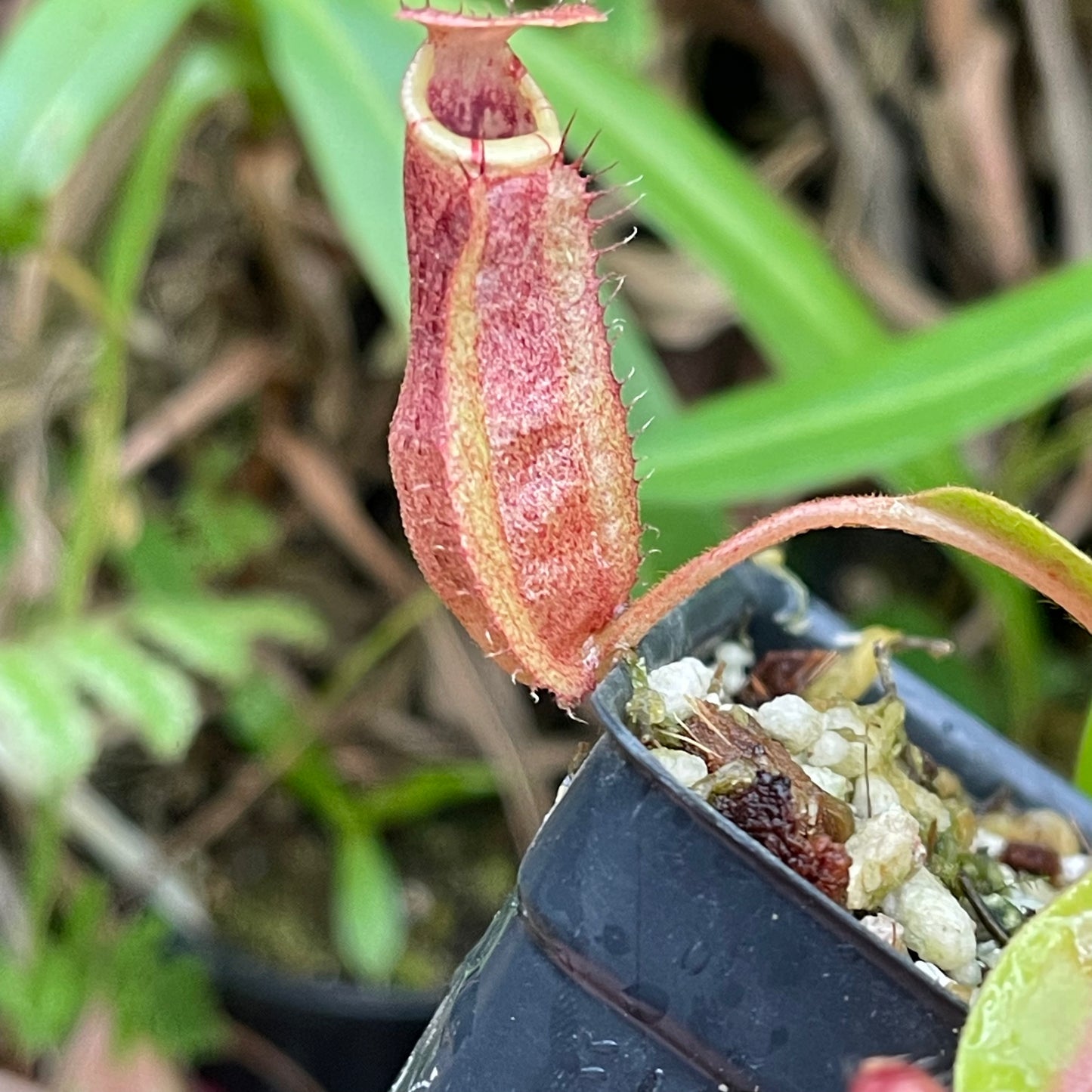 Nepenthes boschiana HLR4 x veitchii 'Pink Dreams', CAR-0444