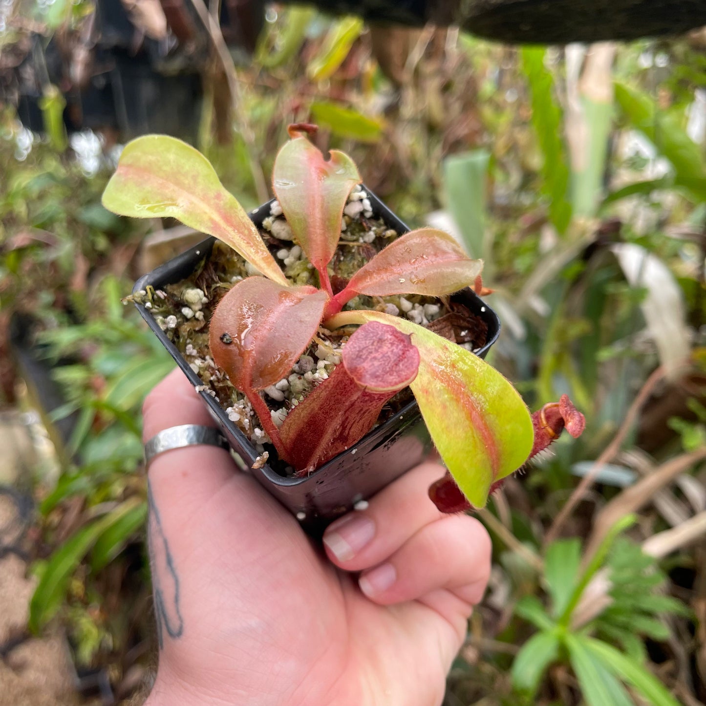 Nepenthes boschiana HLR4 x veitchii 'Pink Dreams', CAR-0444