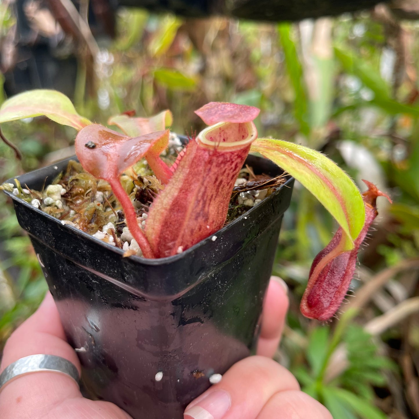 Nepenthes boschiana HLR4 x veitchii 'Pink Dreams', CAR-0444