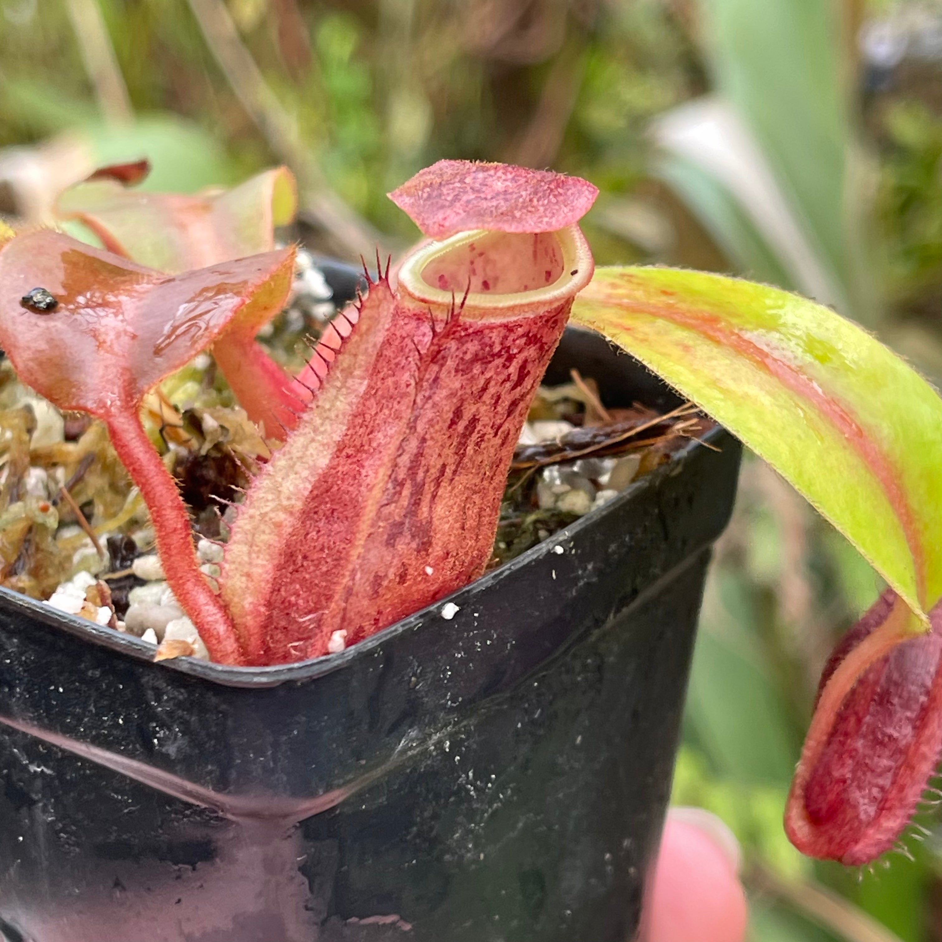 Nepenthes boschiana HLR4 x veitchii 'Pink Dreams', CAR-0444