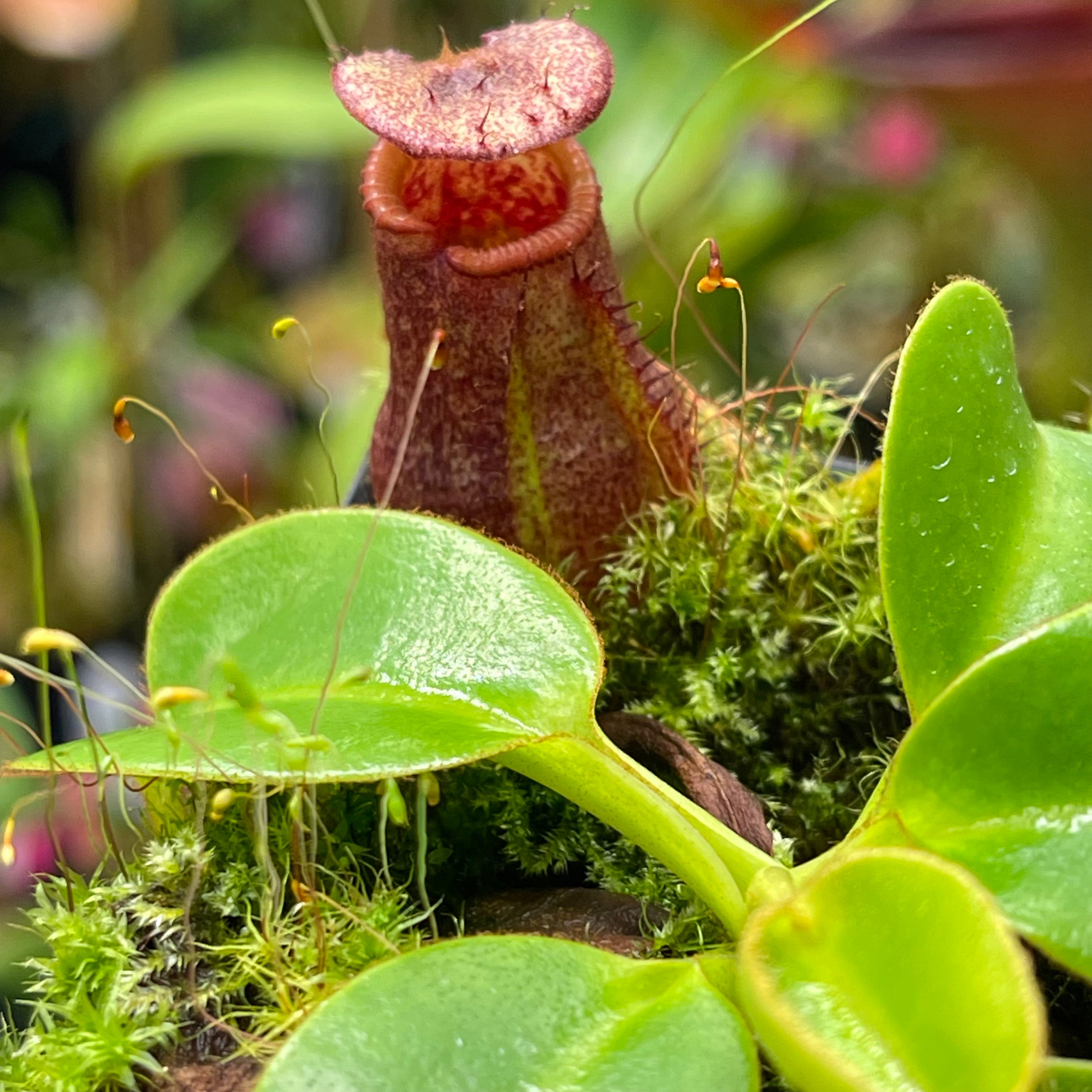 Nepenthes villosa x robcantleyi – Carnivero