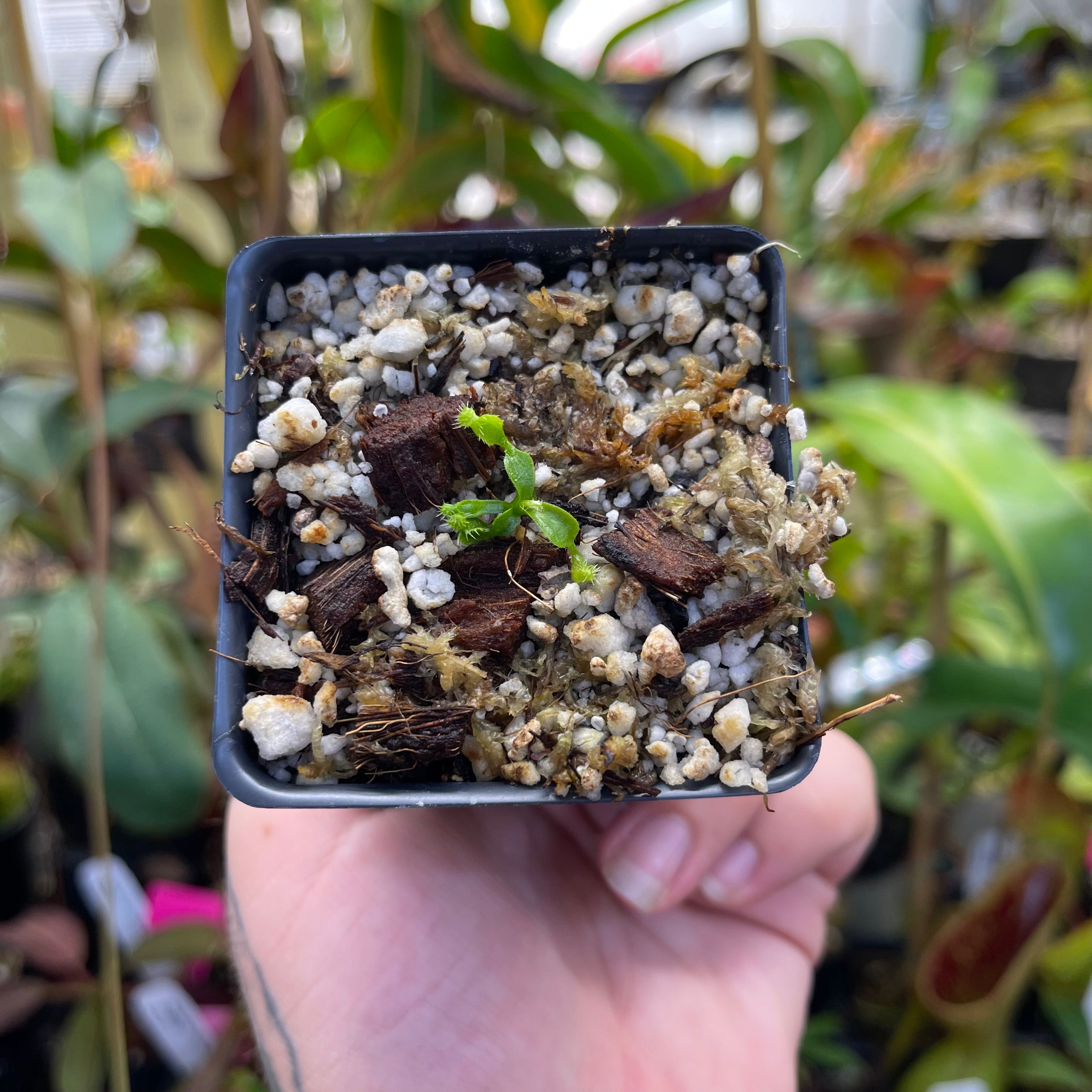 Nepenthes mollis x (lowii x truncata)-Giant, CAR-0445 – Carnivero