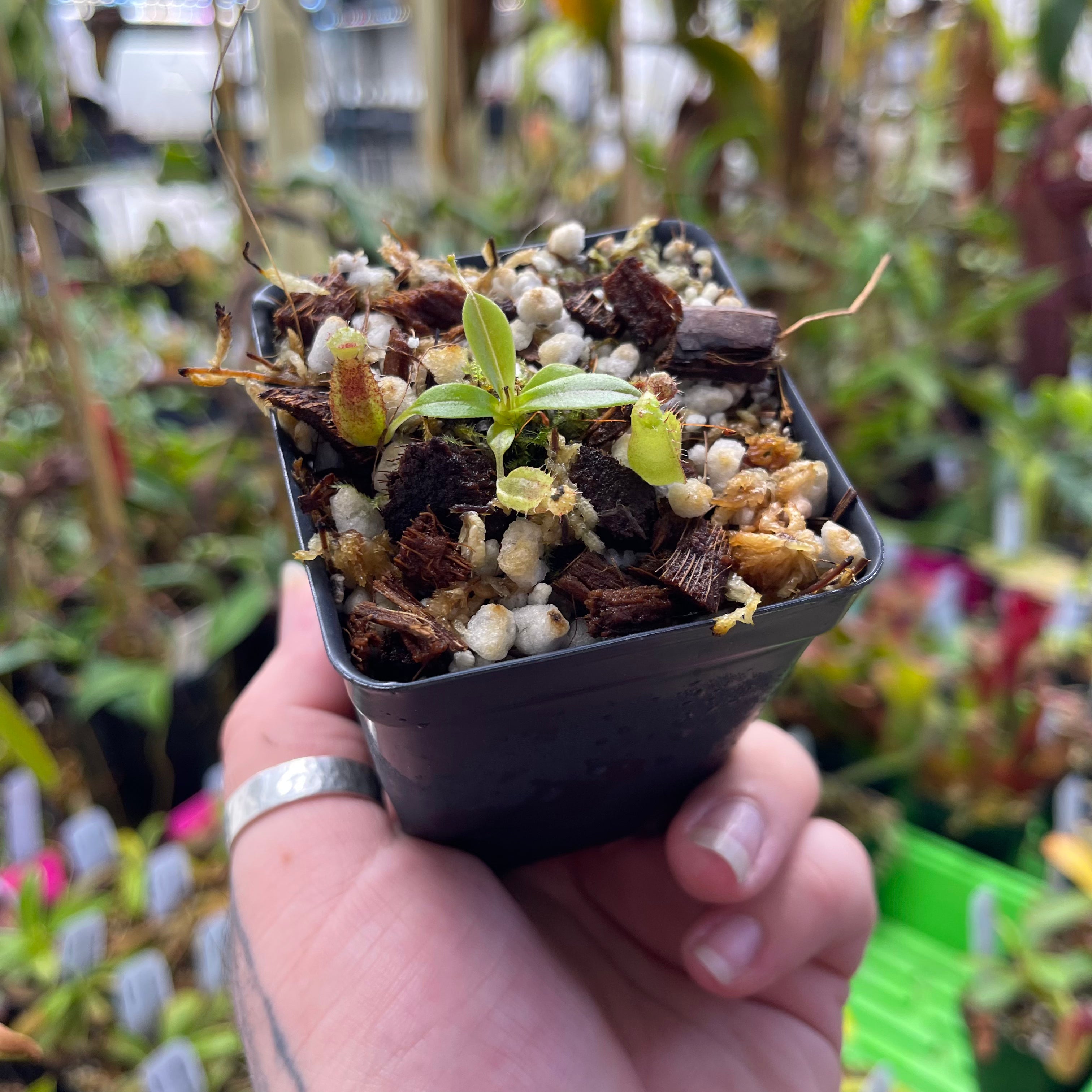 Nepenthes naga x tenuis, CAR-0443 – Carnivero