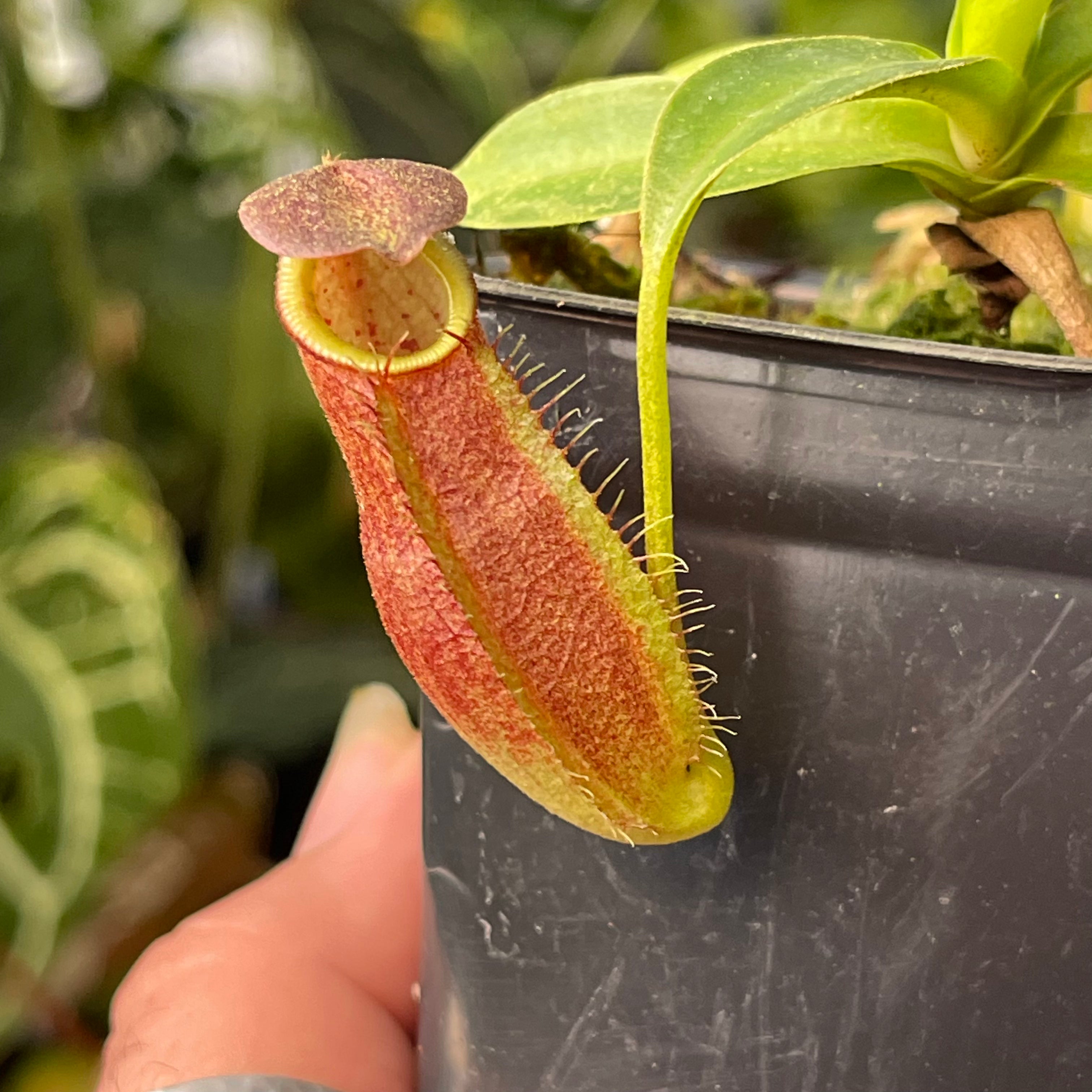 Nepenthes spathulata x gymnamphora, BE-3422 – Carnivero