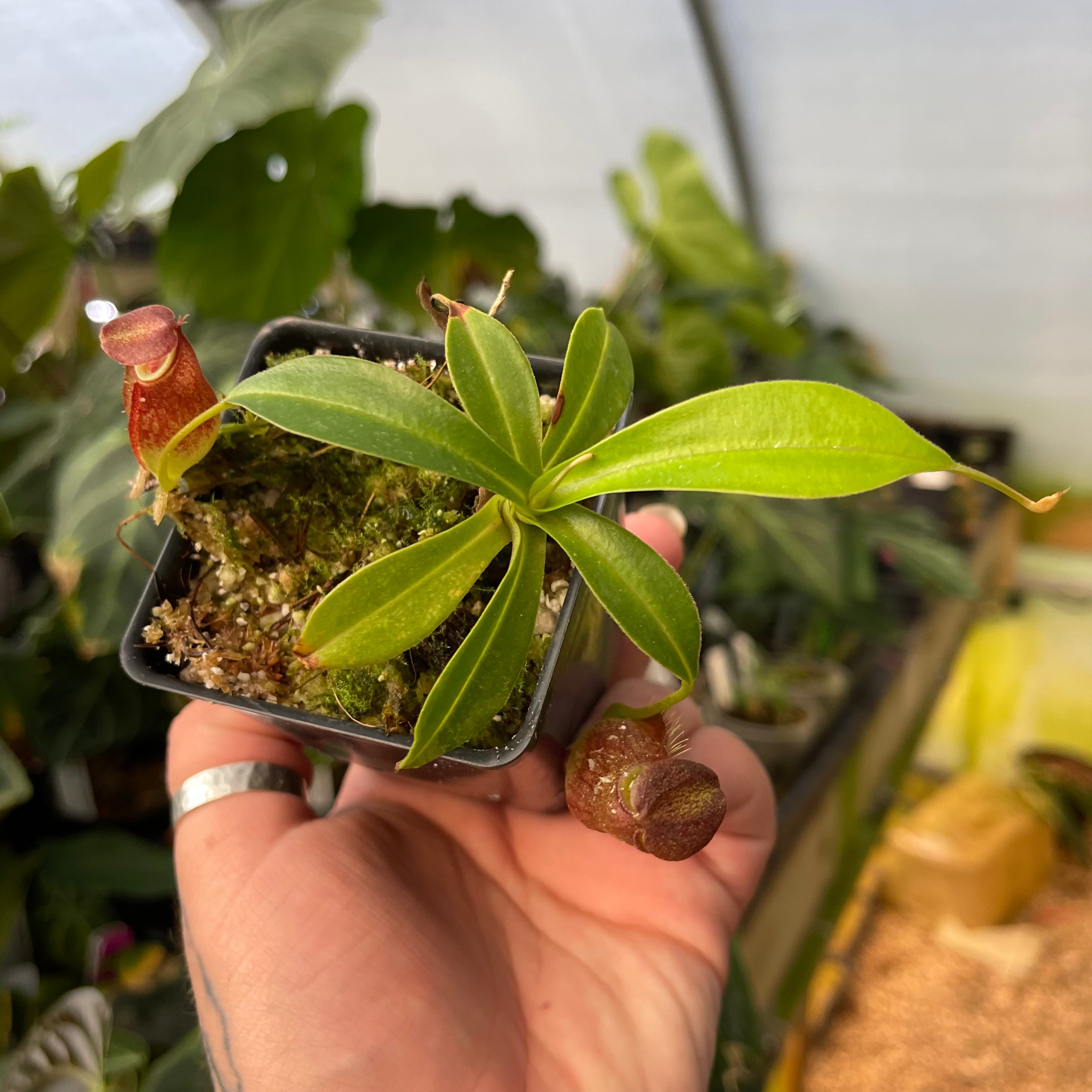 Nepenthes spathulata x gymnamphora, BE-3422 – Carnivero