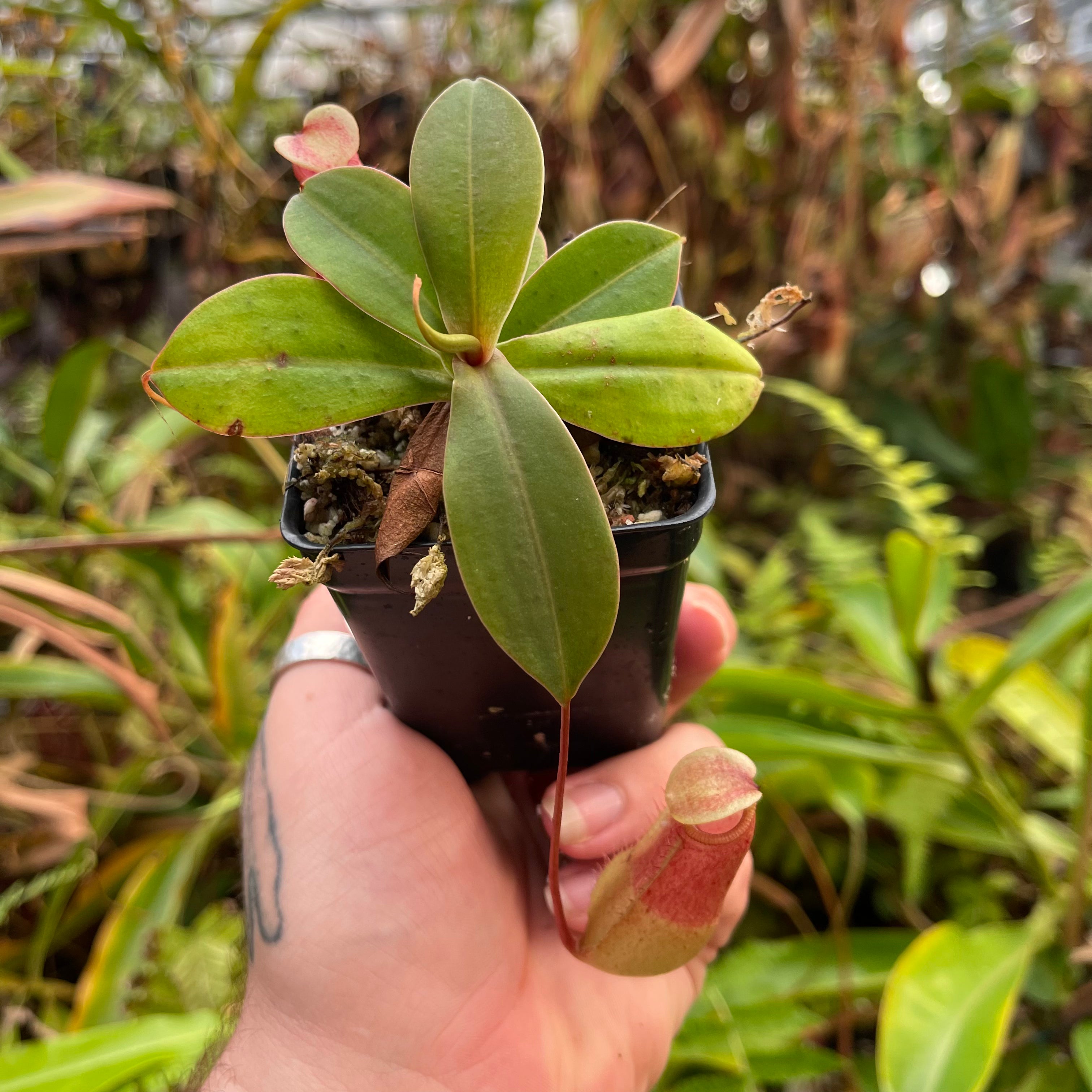Nepenthes sibuyanensis x merrilliana, BE-4026 – Carnivero