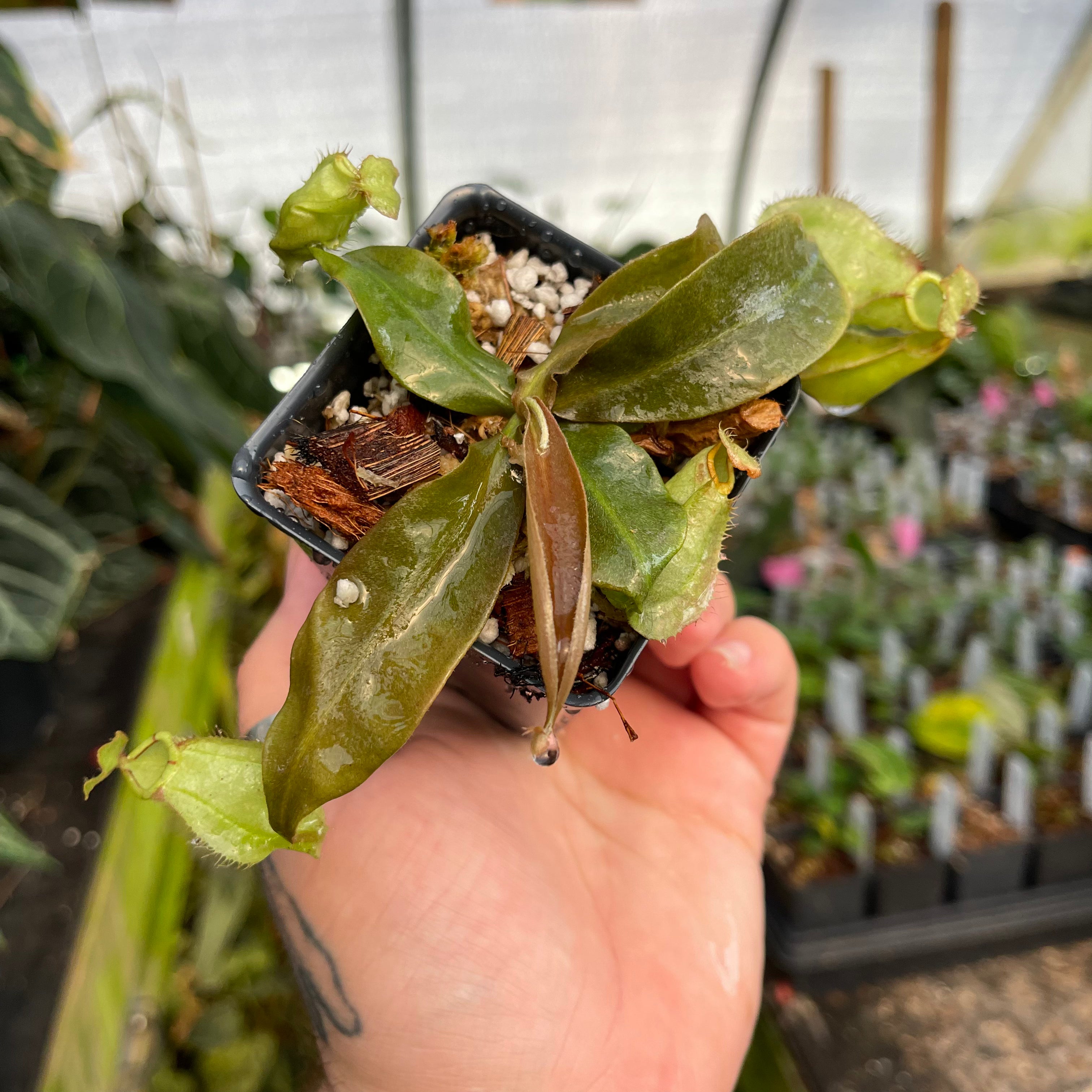 Nepenthes (Viking x rafflesiana) x veitchii 'The Wave', CAR-0452 Nepenthes (Viking x rafflesiana) x veitchii 'The Wave', CAR-0452