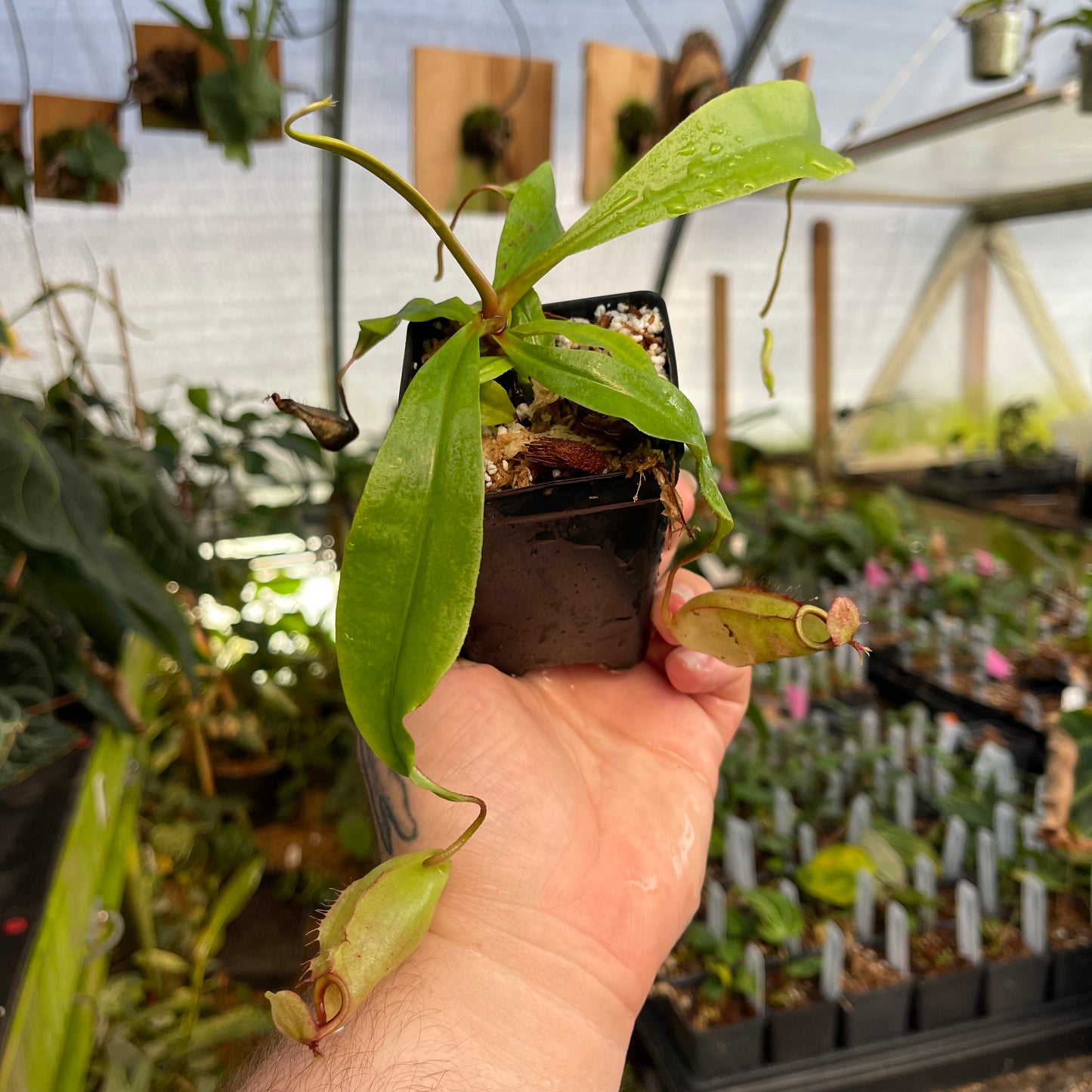 Nepenthes (Viking x rafflesiana) x veitchii 'The Wave', CAR-0452