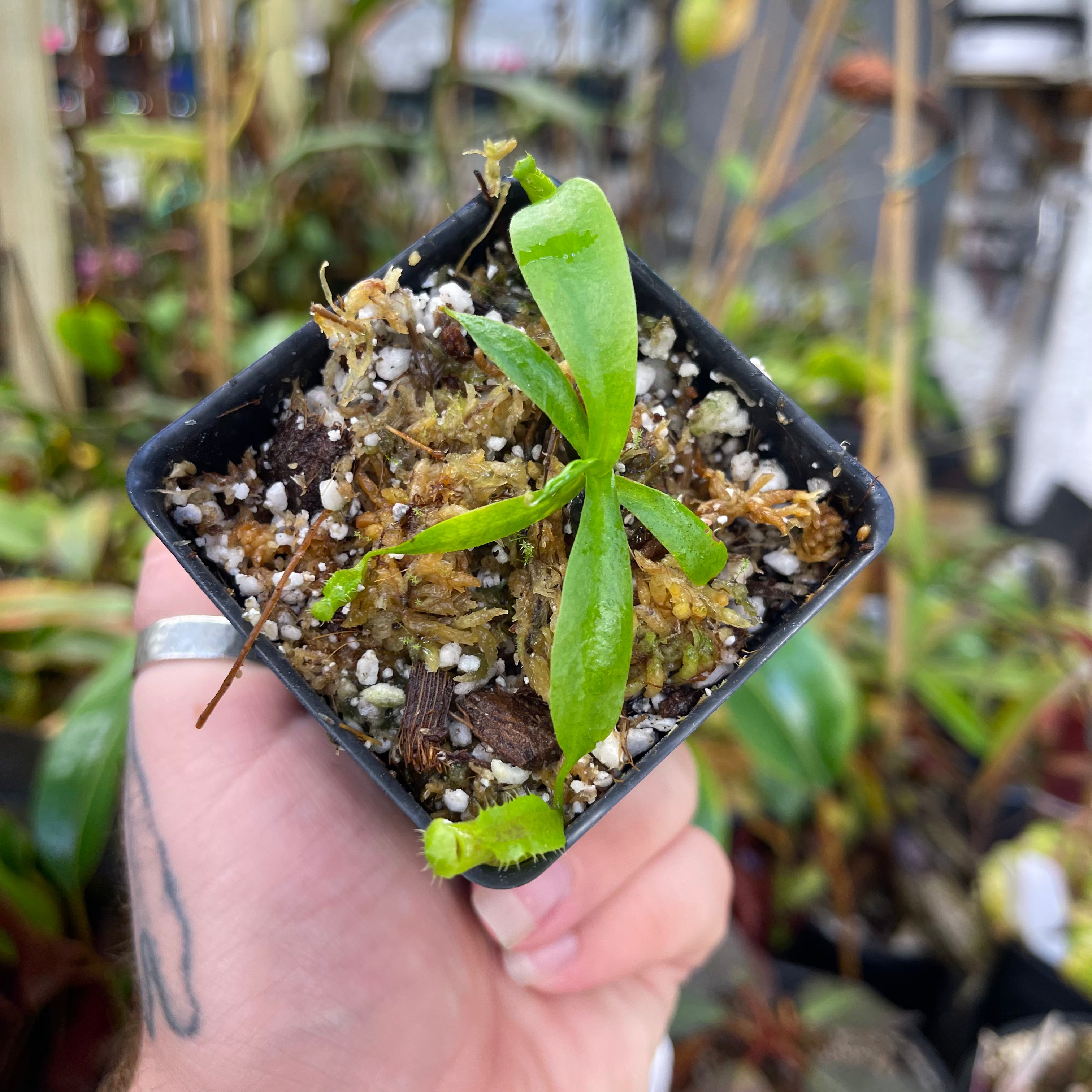 Nepenthes naga x ovata MT, CAR-0449 – Carnivero