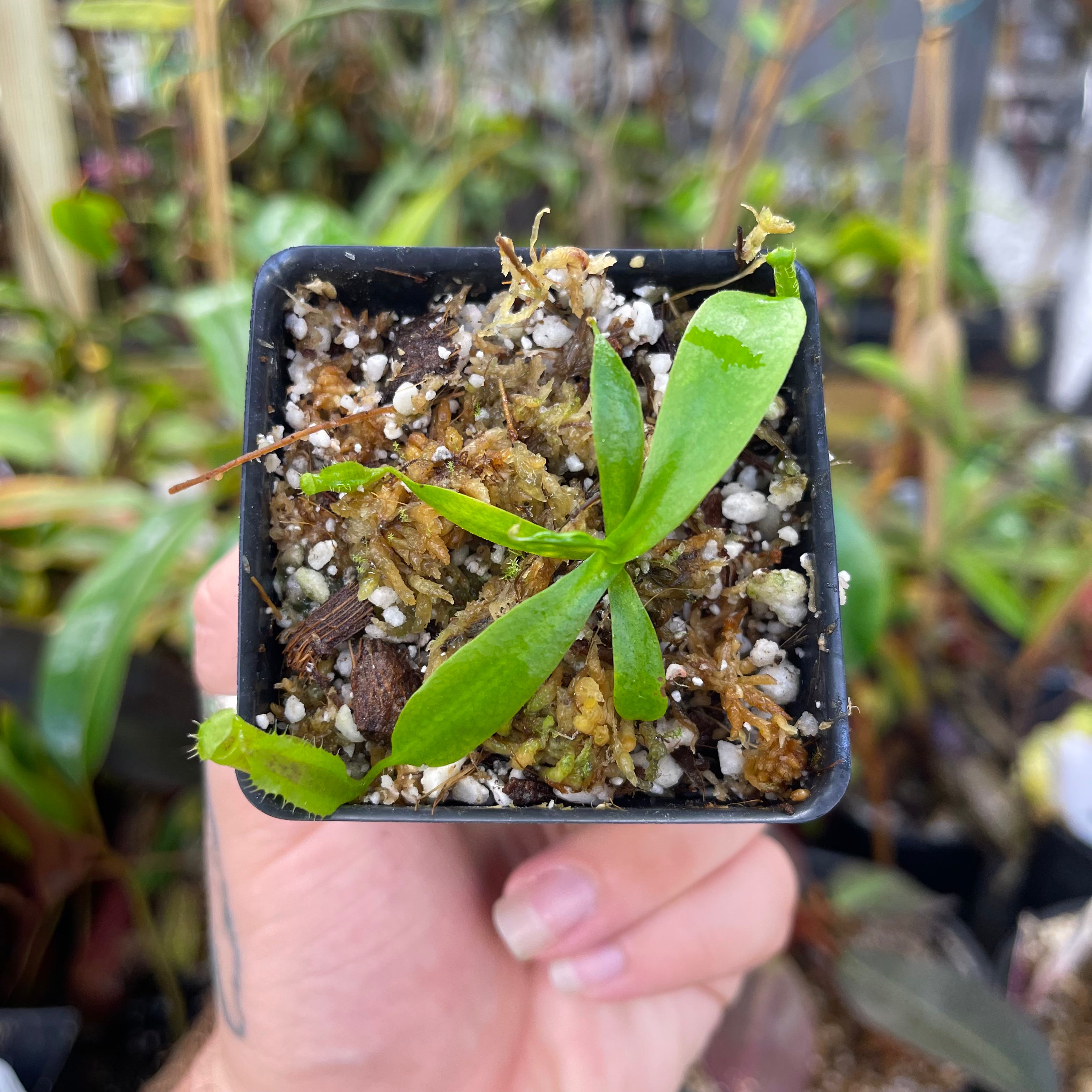 Nepenthes naga x ovata MT, CAR-0449 – Carnivero
