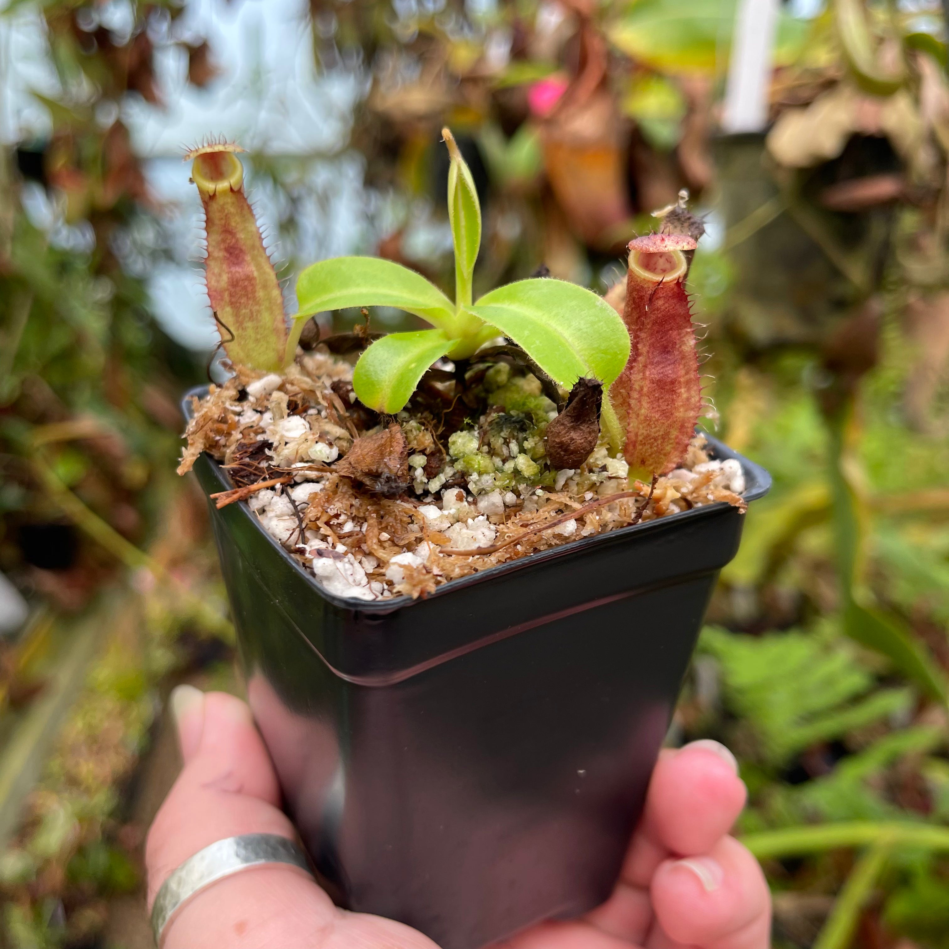 Nepenthes truncata JB x (spathulata x gymnamphora) -purple, CAR