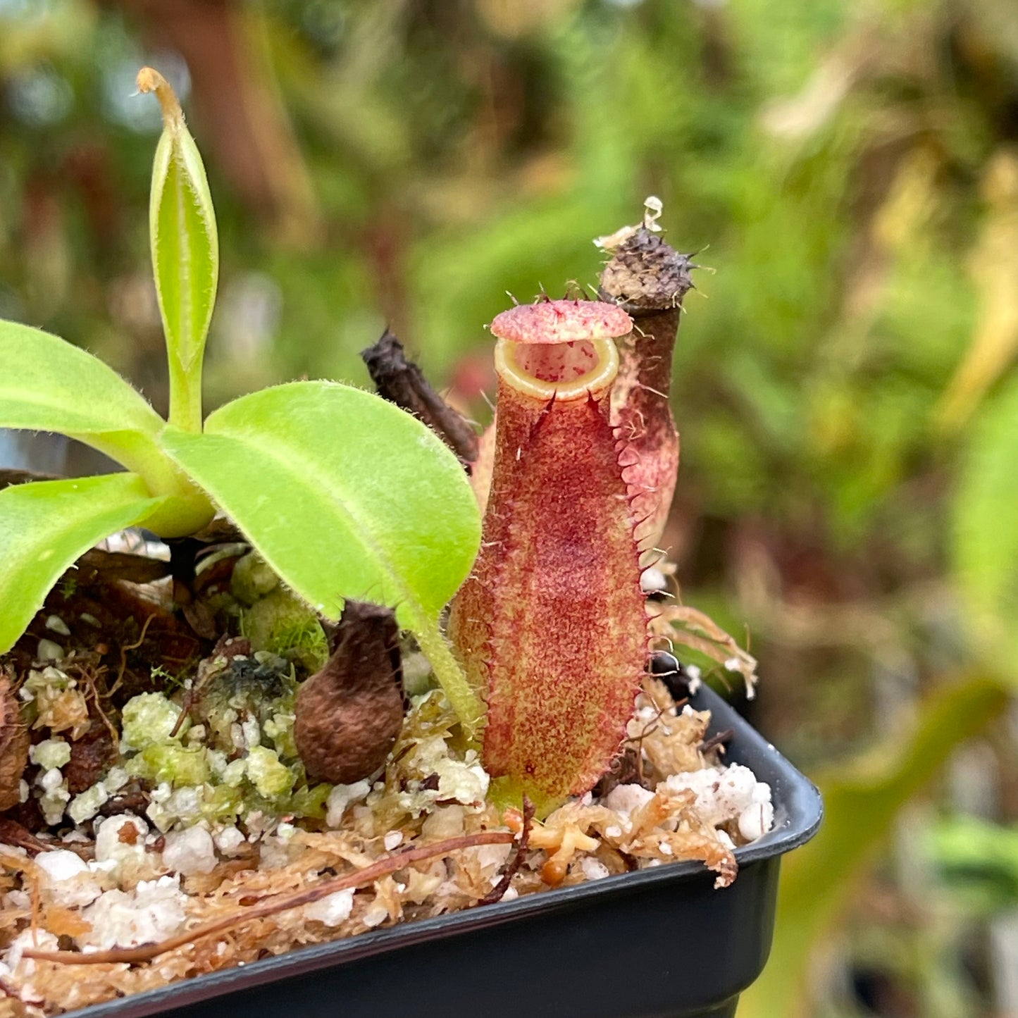 Nepenthes truncata JB x (spathulata x gymnamphora) -purple, CAR-0455