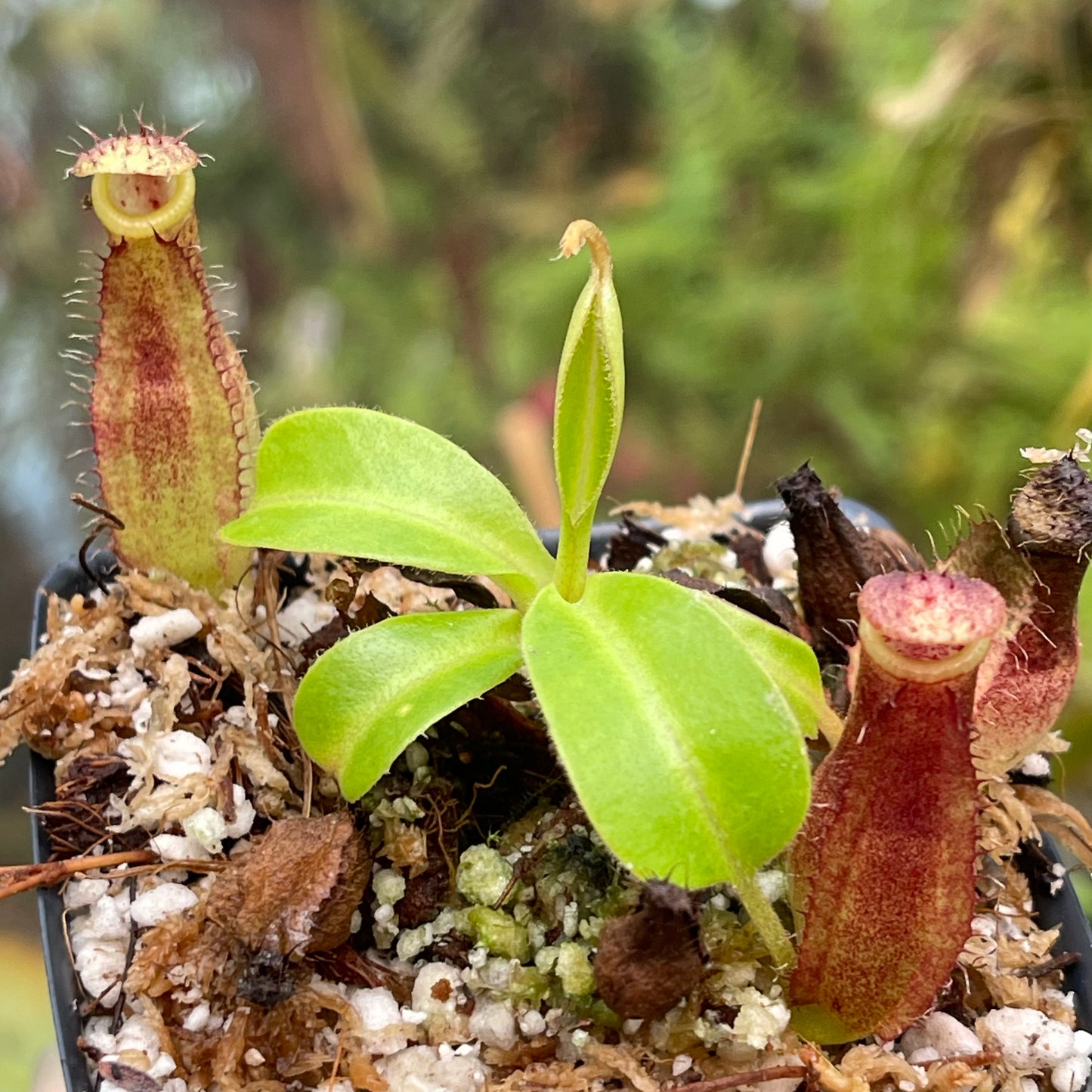 Nepenthes truncata JB x (spathulata x gymnamphora) -purple, CAR-0455