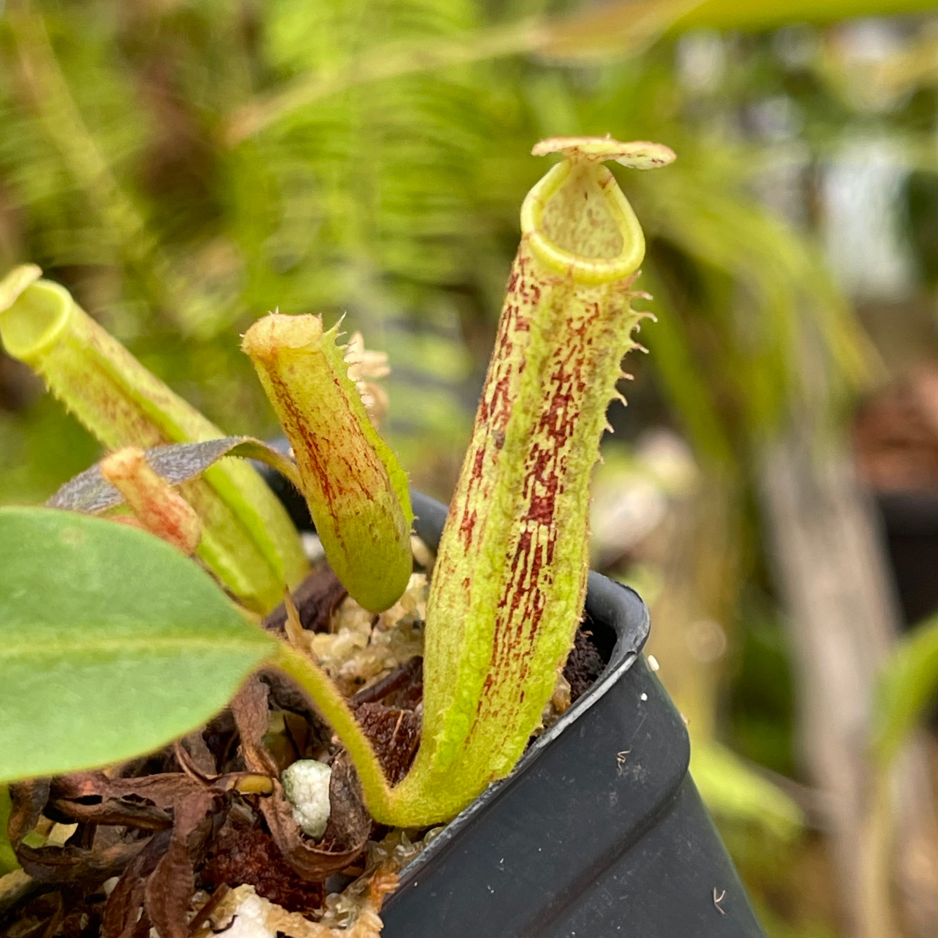 Nepenthes vogelii x platychila, CAR-0456 – Carnivero Nepenthes vogelii x platychila, CAR-0456 – Carnivero