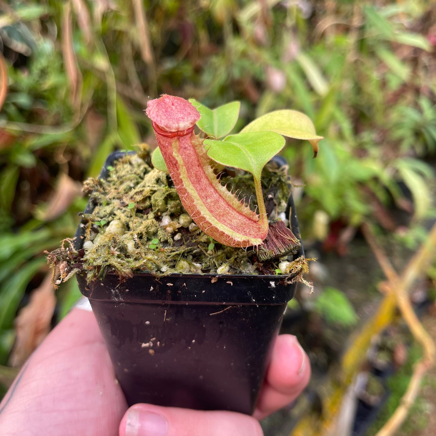 Nepenthes alata x truncata (d) Red, CAR-0457