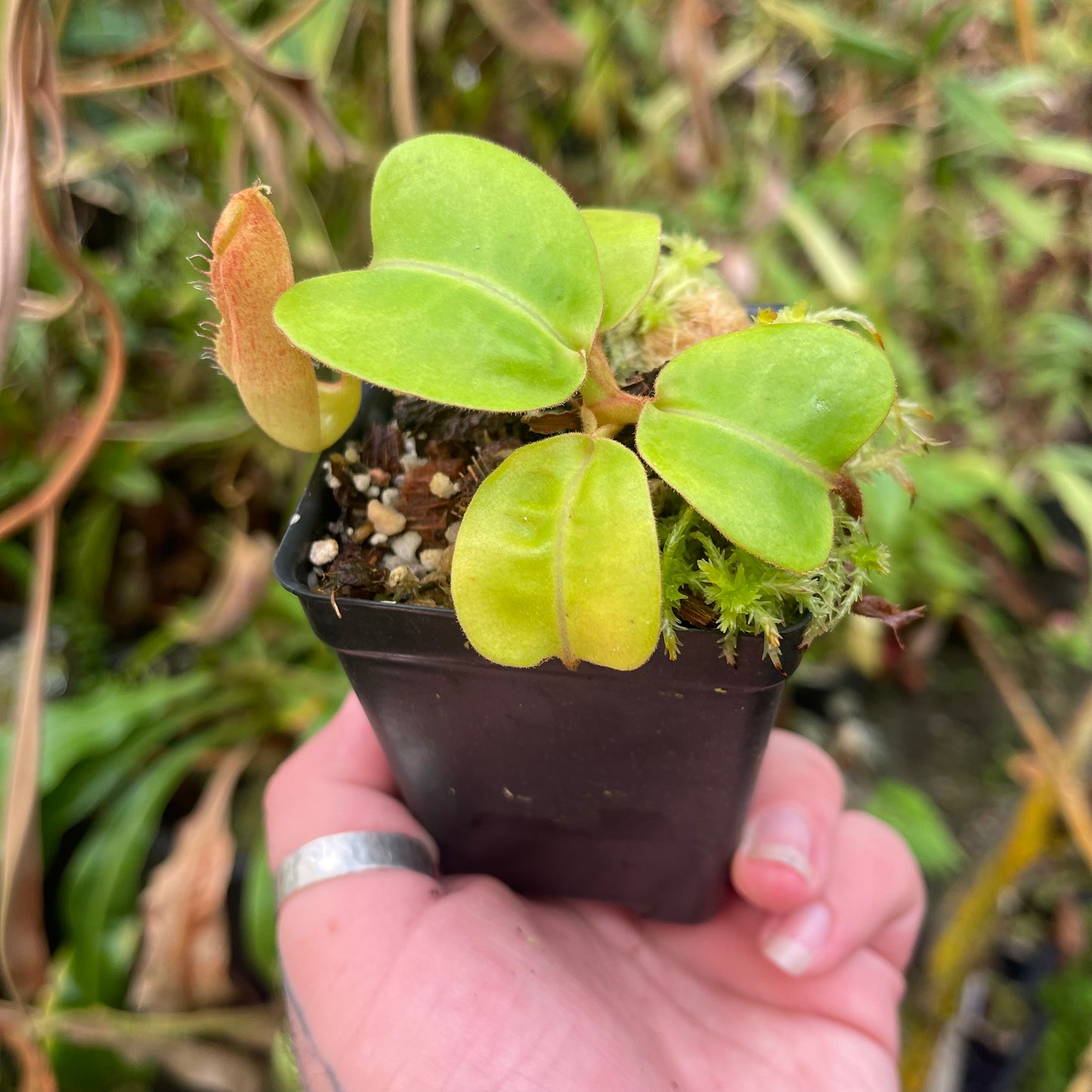 Nepenthes alata x truncata (d) Red, CAR-0457