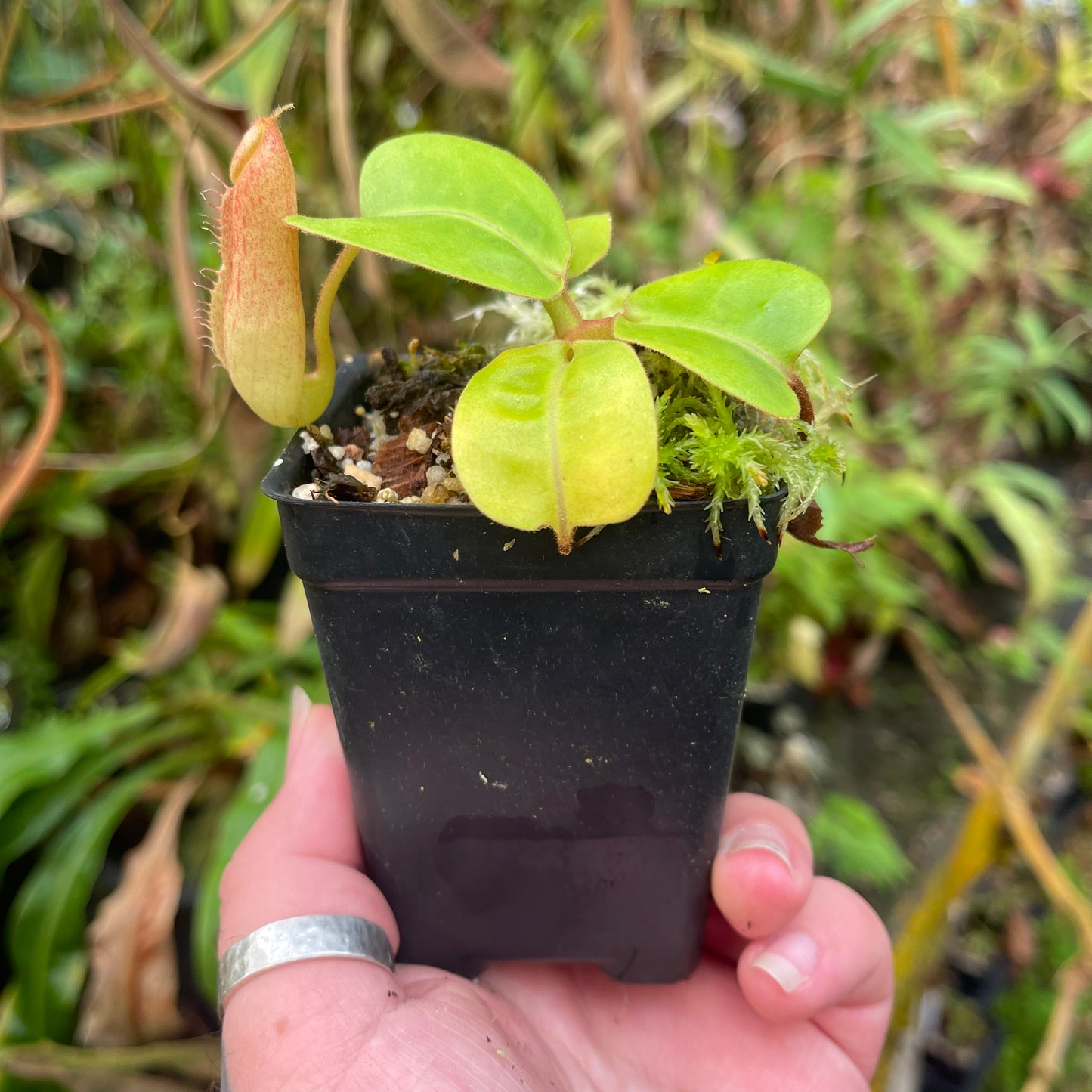 Nepenthes alata x truncata (d) Red, CAR-0457
