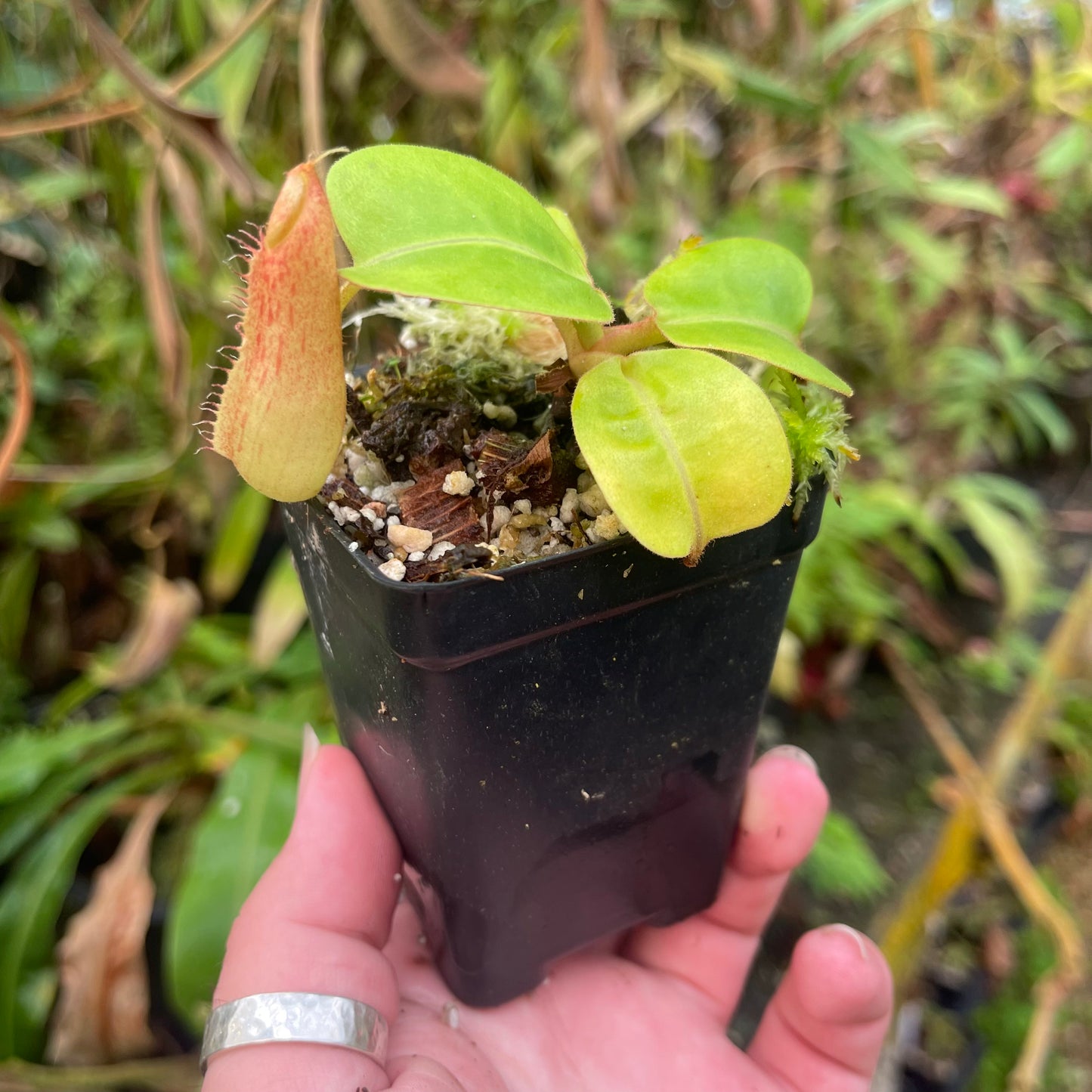 Nepenthes alata x truncata (d) Red, CAR-0457