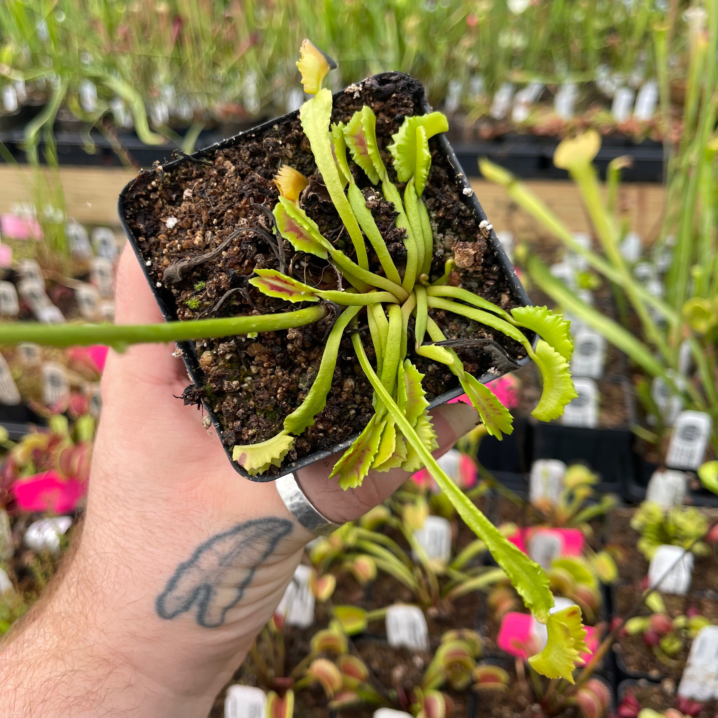 Venus Flytrap-Dionaea muscipula 'Wacky Trap' – Carnivero