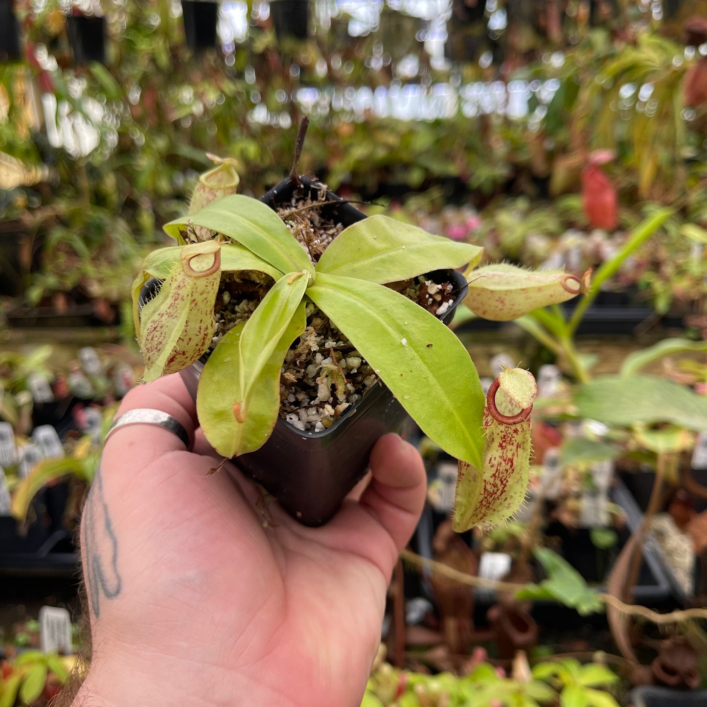 Nepenthes ampullaria "Lime Twist" x (sibuyanensis x merrilliana), CAR-0458