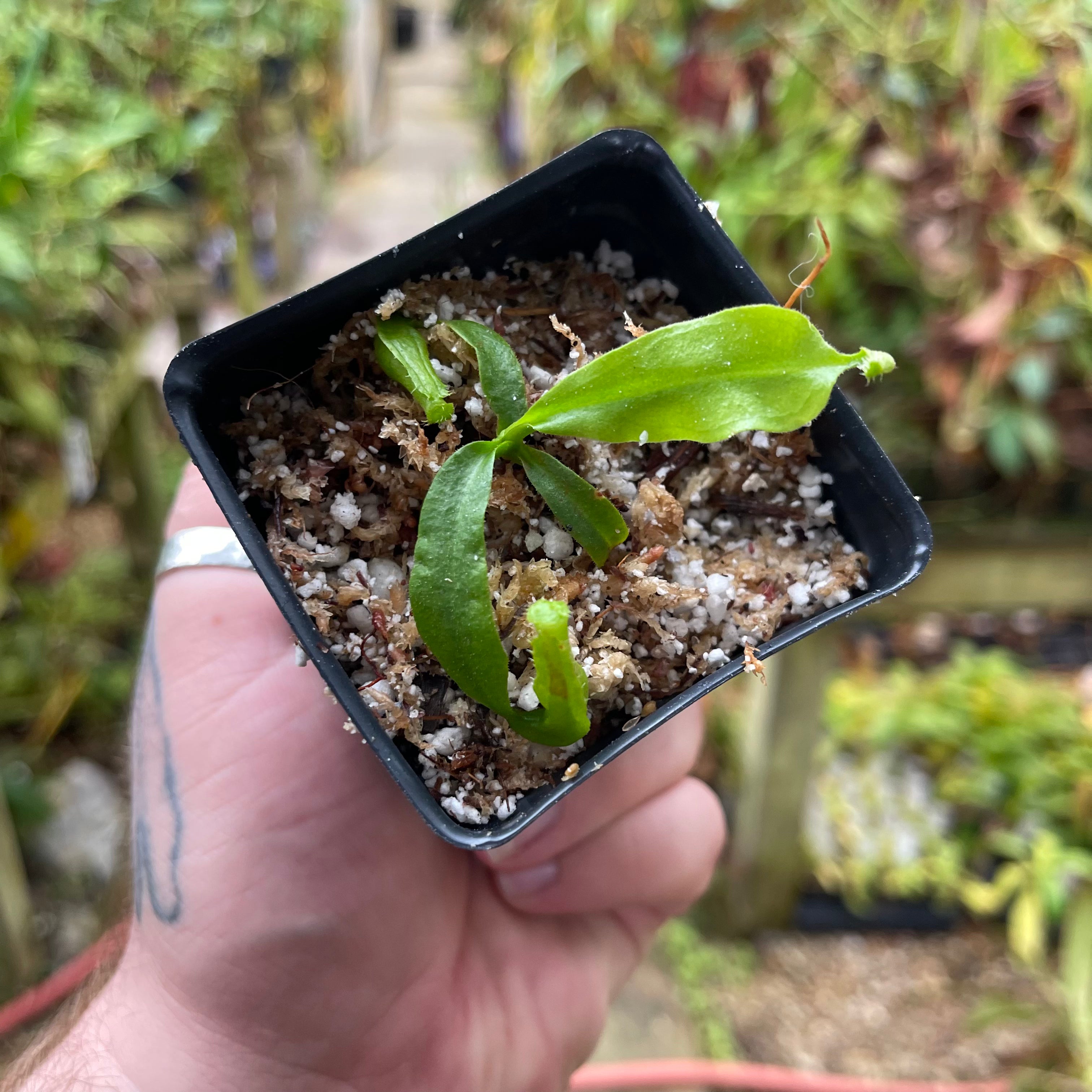Nepenthes veitchii (LL x LL), CAR-0459 – Carnivero